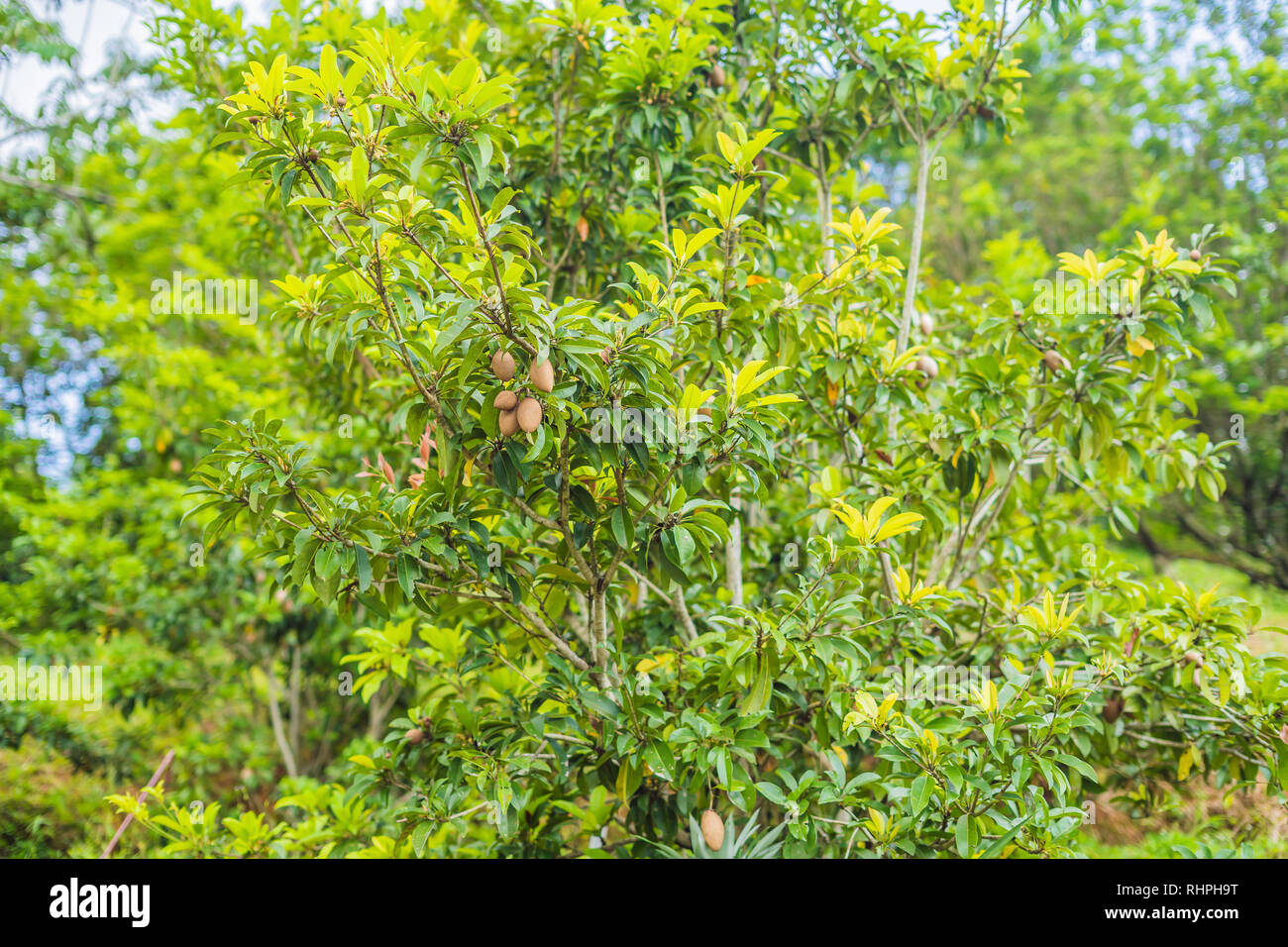 Close up freschi, Sapodilla sapodilla prugna o frutta chiko su albero con verde lasciare Foto Stock