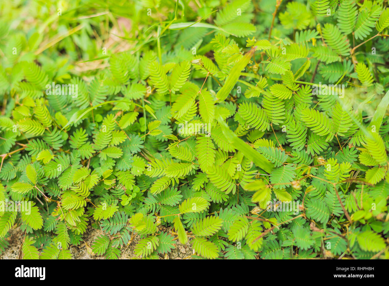 La natura dello sfondo timido Mimosa pudica foglia in vista ravvicinata Foto Stock