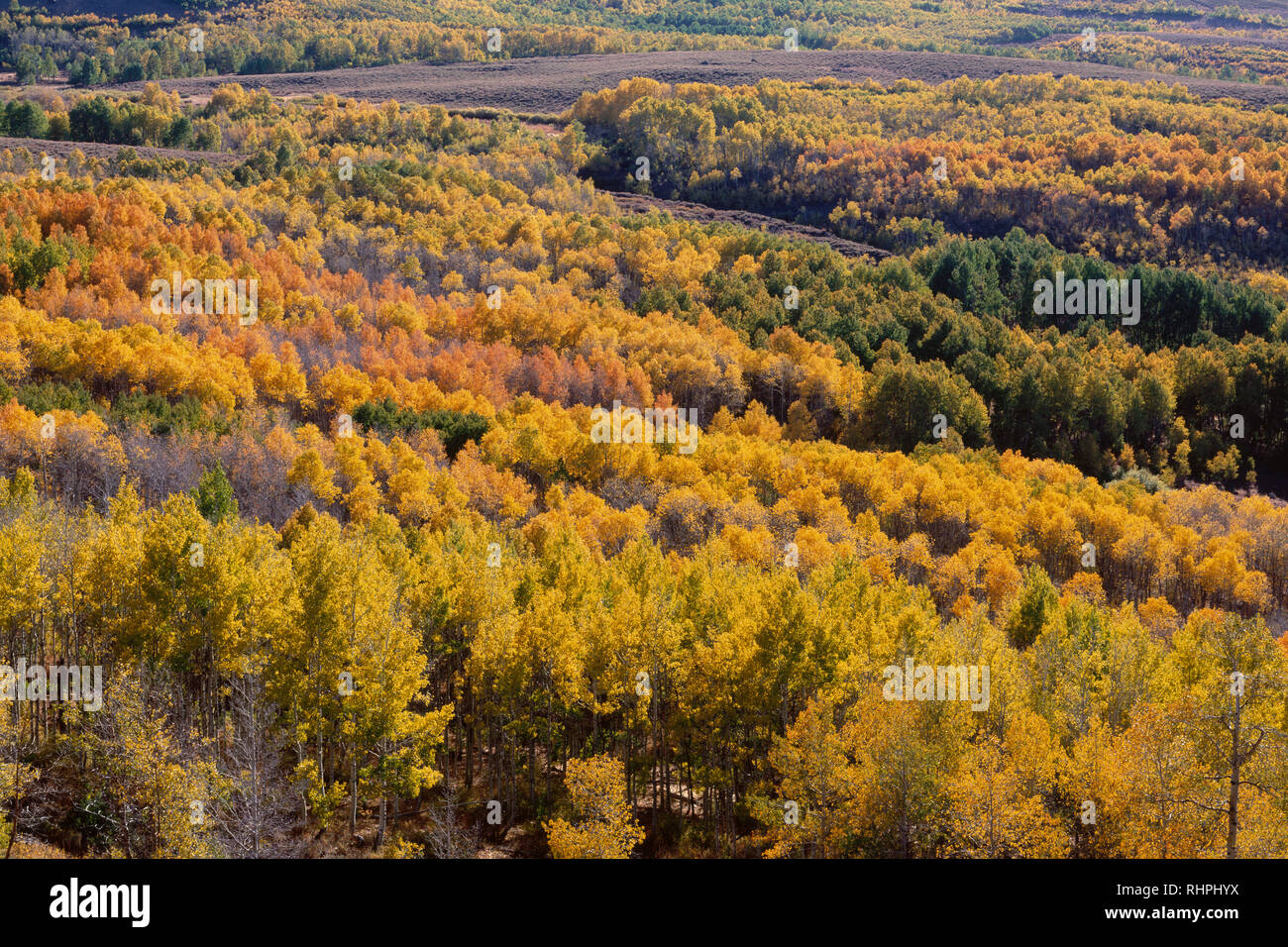Stati Uniti d'America, Oregon, Steens Mountain Area di protezione, visualizzazione nei pesci Creek Valley con i colori autunnali di vacilla Aspen. Foto Stock