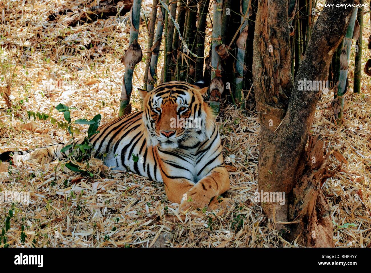 Tigre animale Foto Stock