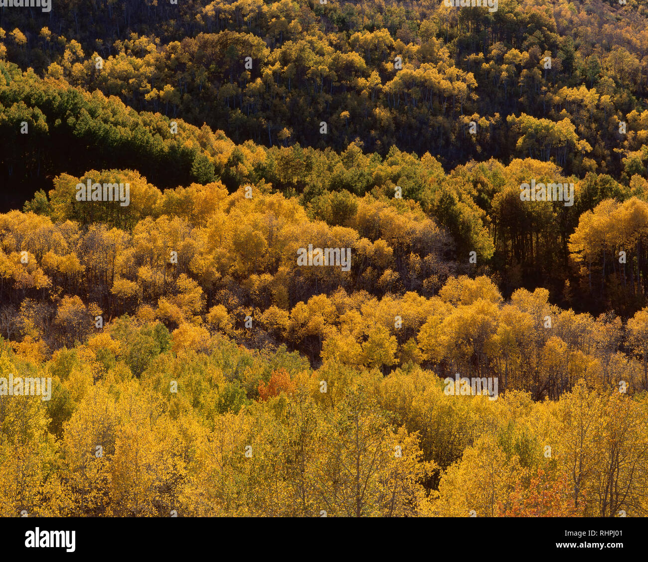 Stati Uniti d'America, Oregon, Steens Mountain Area di protezione, visualizzazione nei pesci Creek Valley con i colori autunnali di vacilla Aspen. Foto Stock