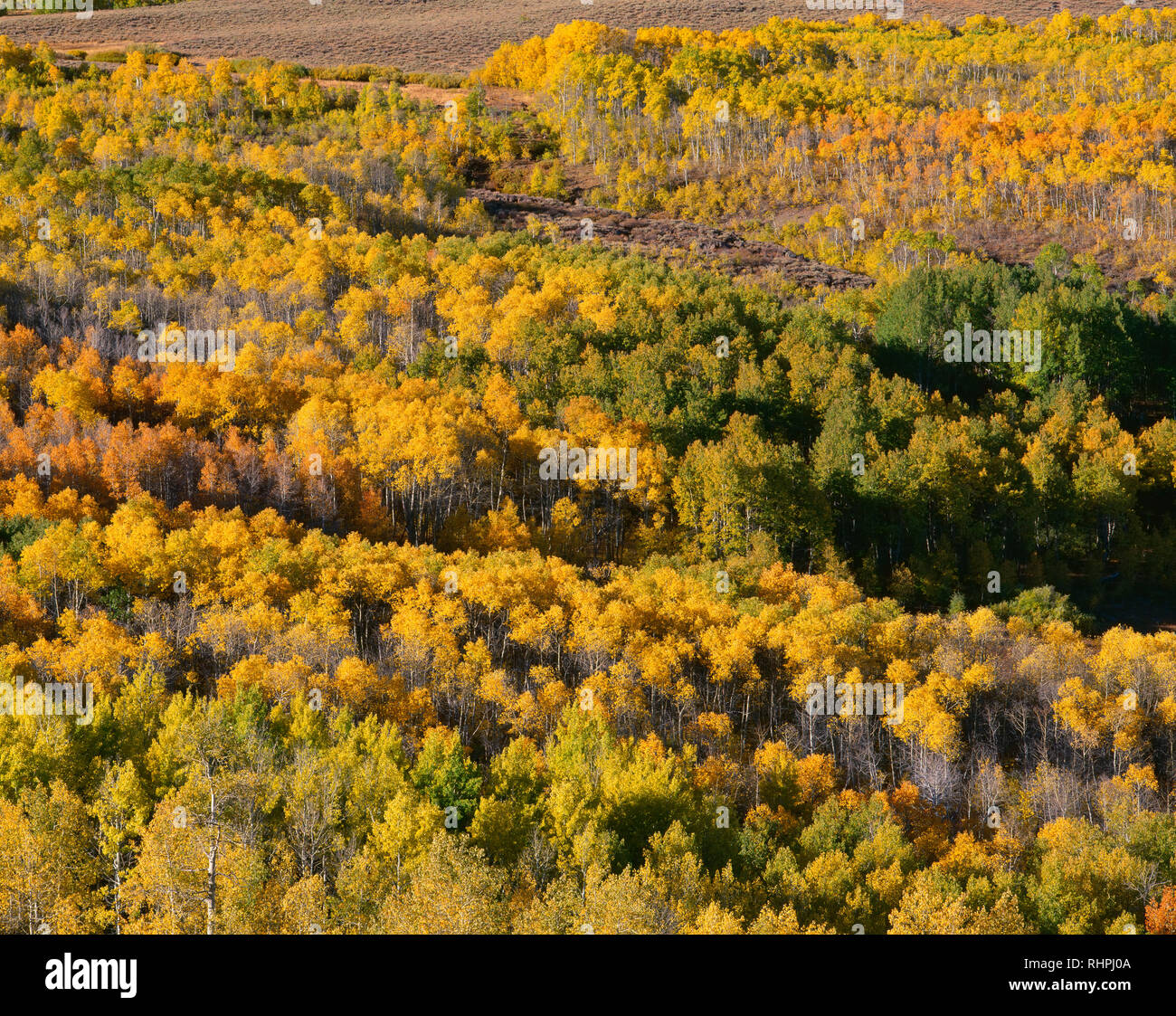 Stati Uniti d'America, Oregon, Steens Mountain Area di protezione, visualizzazione nei pesci Creek Valley con i colori autunnali di vacilla Aspen. Foto Stock