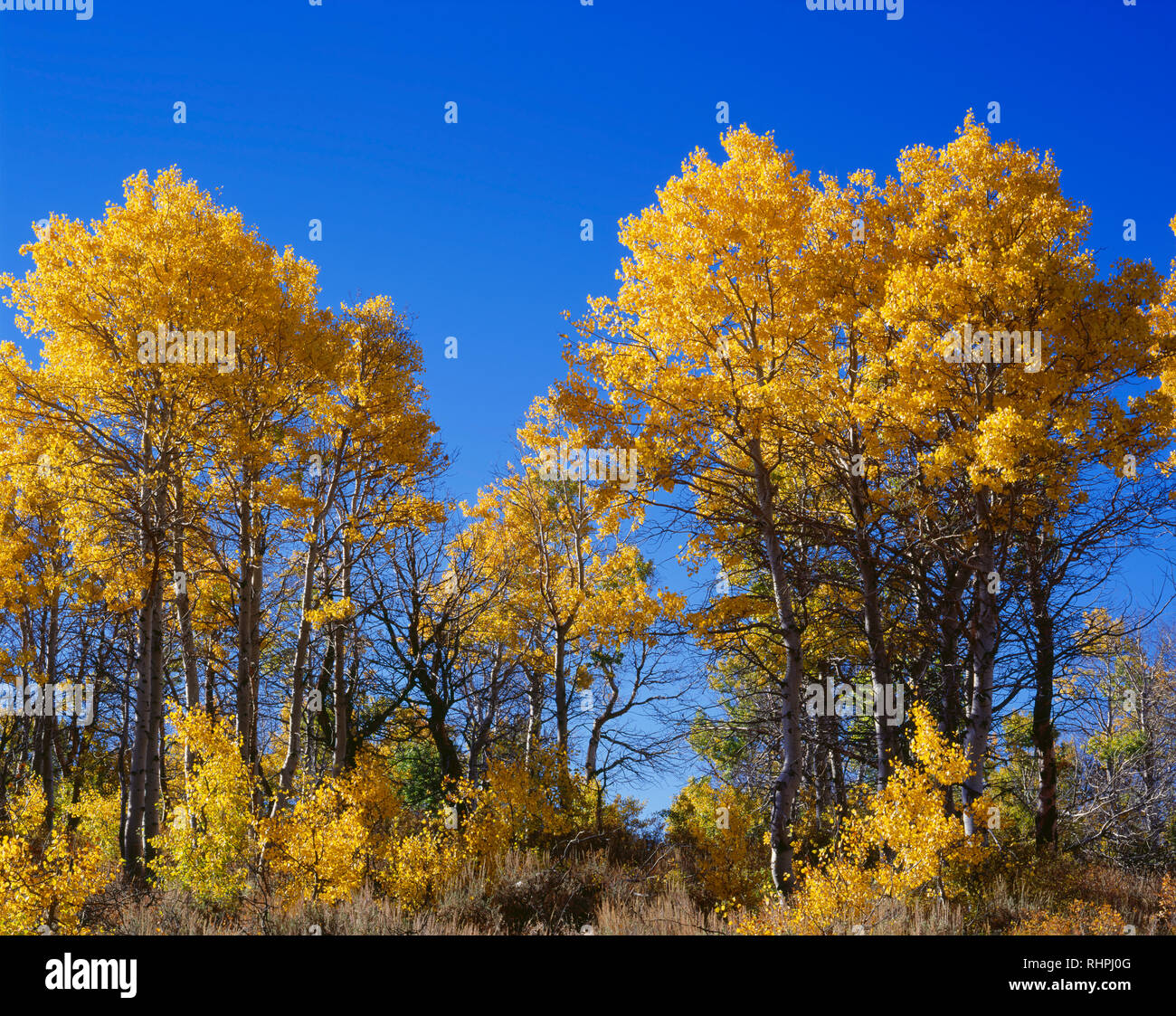 Stati Uniti d'America, Oregon, Steens Mountain Area di protezione di colore caduta vacilla aspen (Populus tremuloides) e cobalto del cielo. Foto Stock