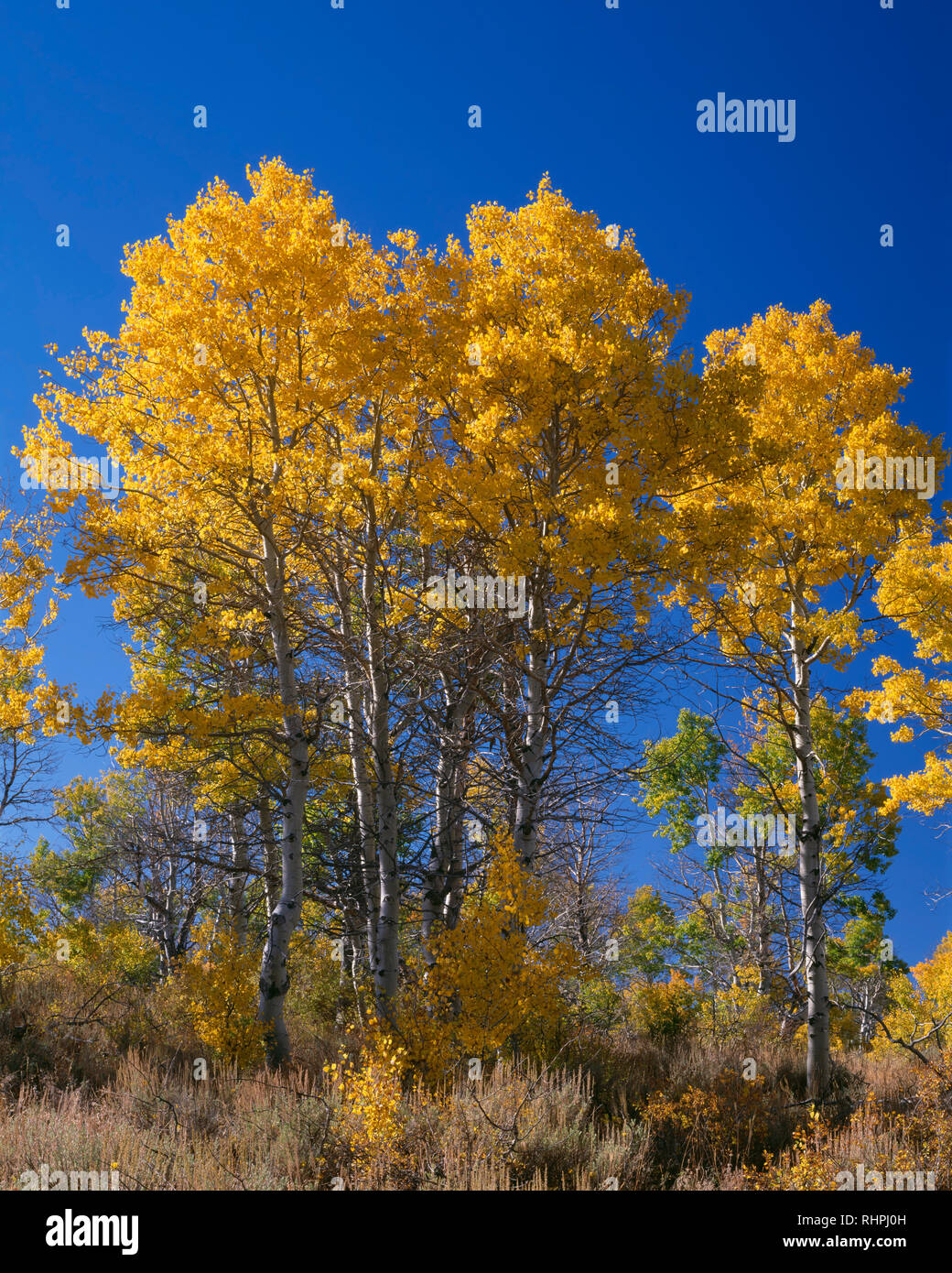 Stati Uniti d'America, Oregon, Steens Mountain Area di protezione di colore caduta vacilla aspen (Populus tremuloides) e cobalto del cielo. Foto Stock