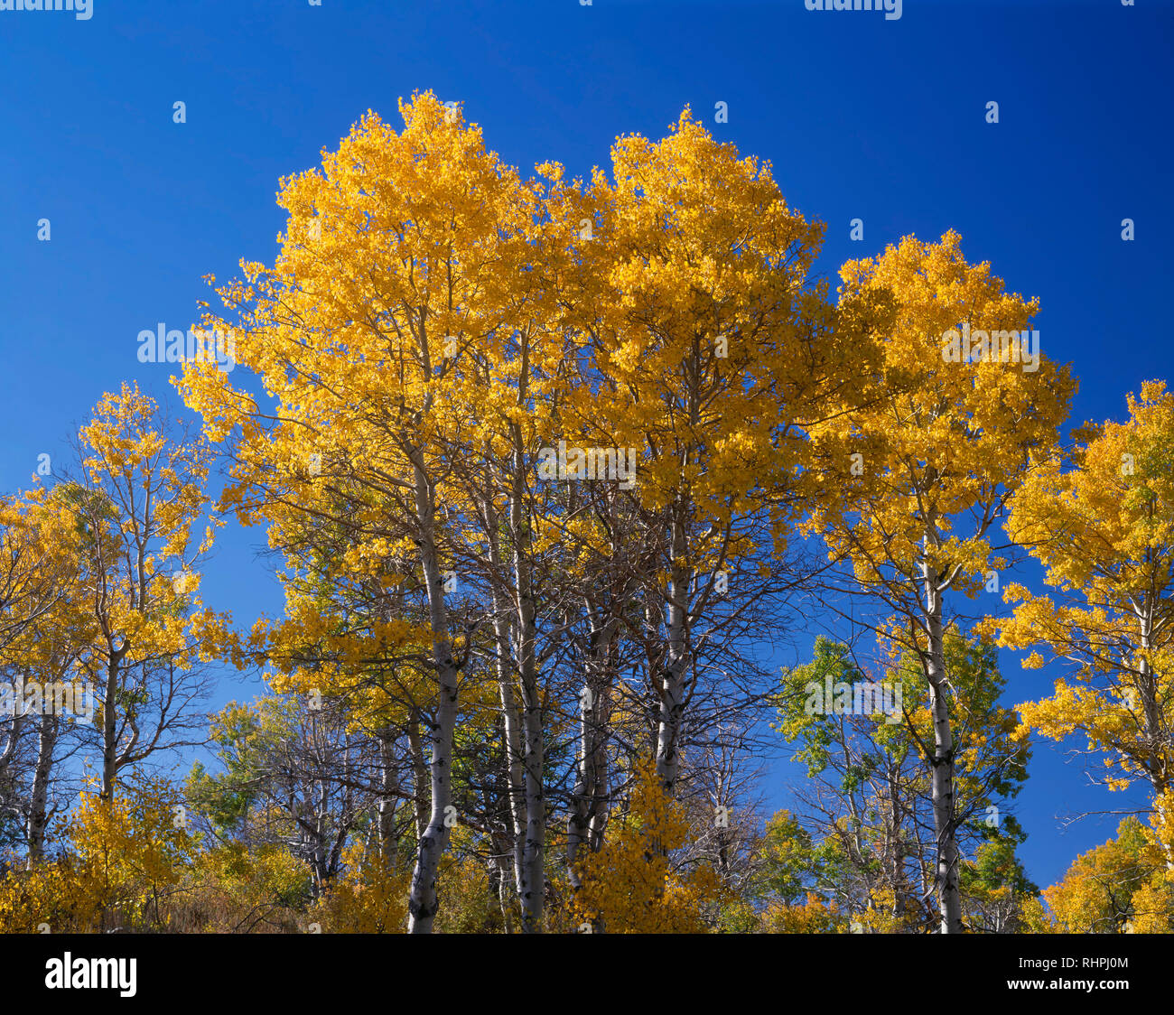 Stati Uniti d'America, Oregon, Steens Mountain Area di protezione di colore caduta vacilla aspen (Populus tremuloides) e cobalto del cielo. Foto Stock
