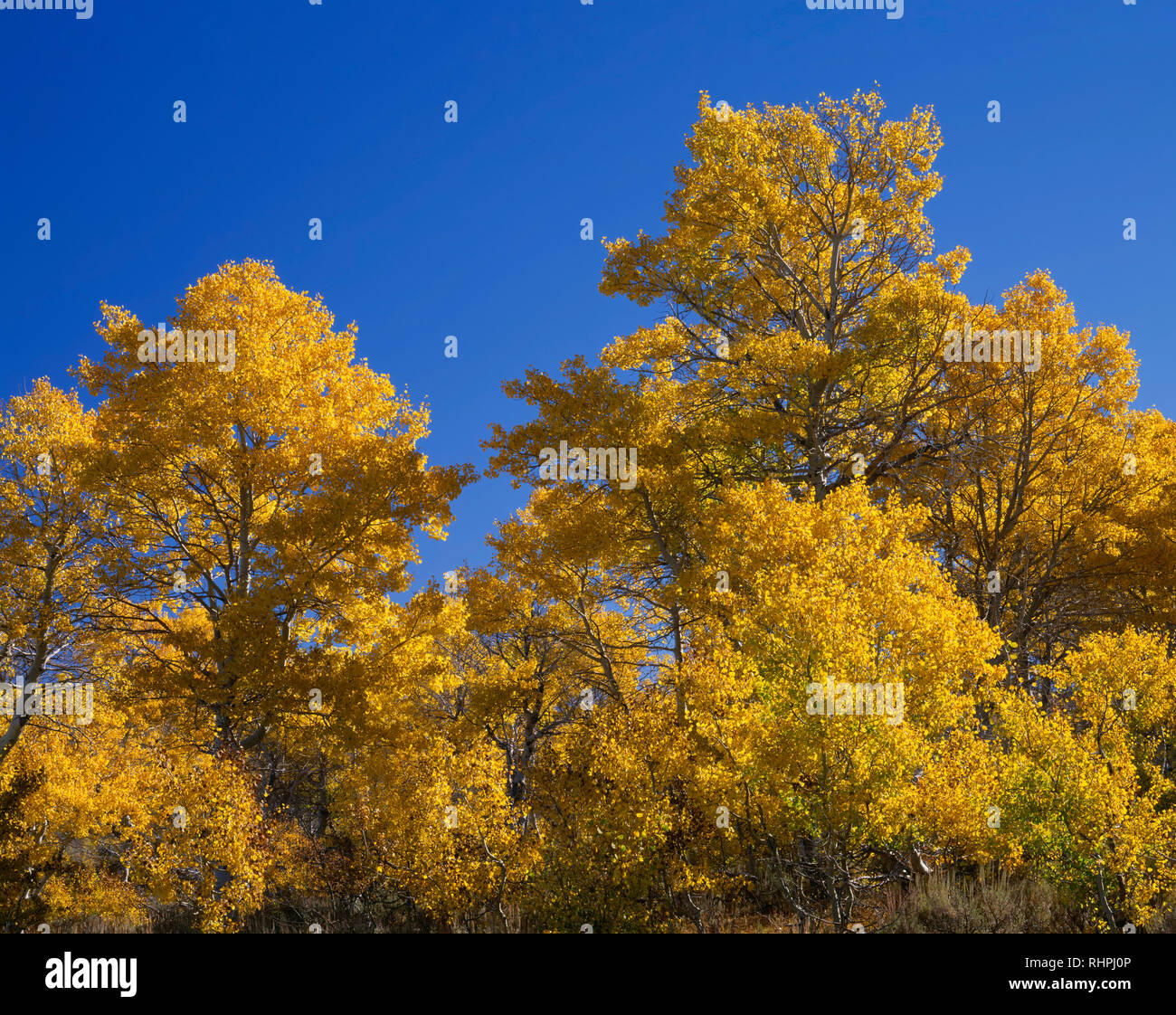 Stati Uniti d'America, Oregon, Steens Mountain Area di protezione di colore caduta vacilla aspen (Populus tremuloides) e cobalto del cielo. Foto Stock