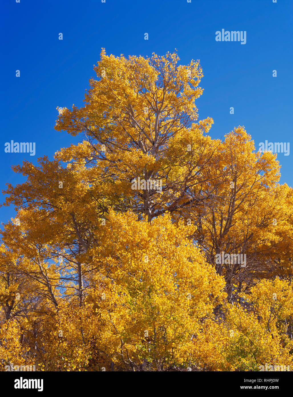 Stati Uniti d'America, Oregon, Steens Mountain Area di protezione di colore caduta vacilla aspen (Populus tremuloides) e cobalto del cielo. Foto Stock