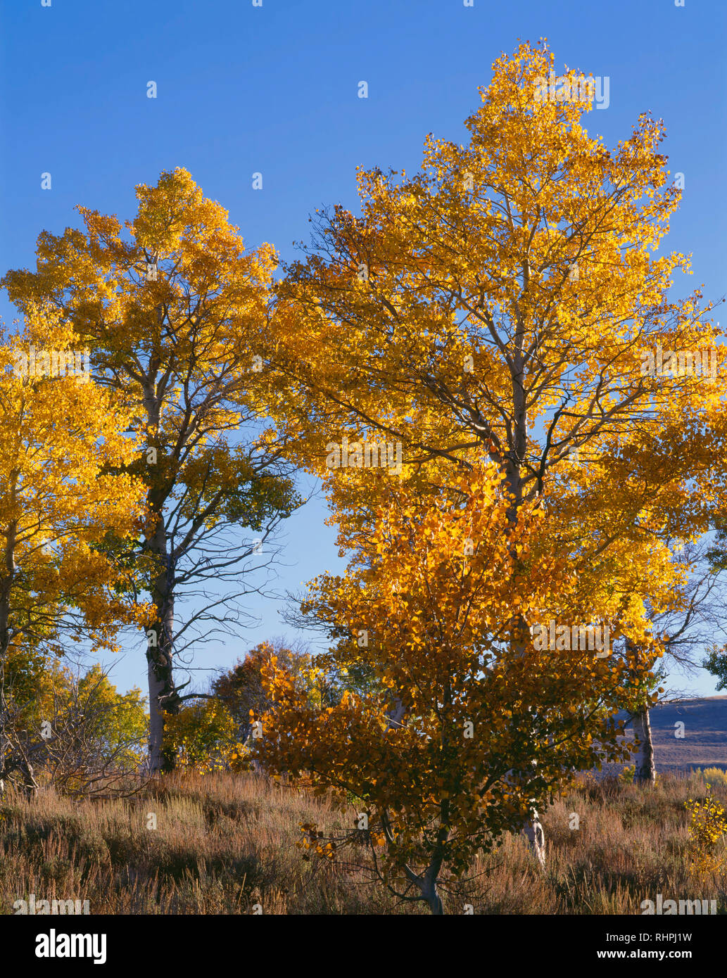 Stati Uniti d'America, Oregon, Steens Mountain Area di protezione di colore caduta vacilla aspen (Populus tremuloides) e cobalto del cielo. Foto Stock
