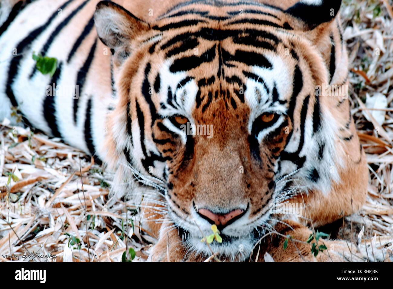 Tigre animale Foto Stock