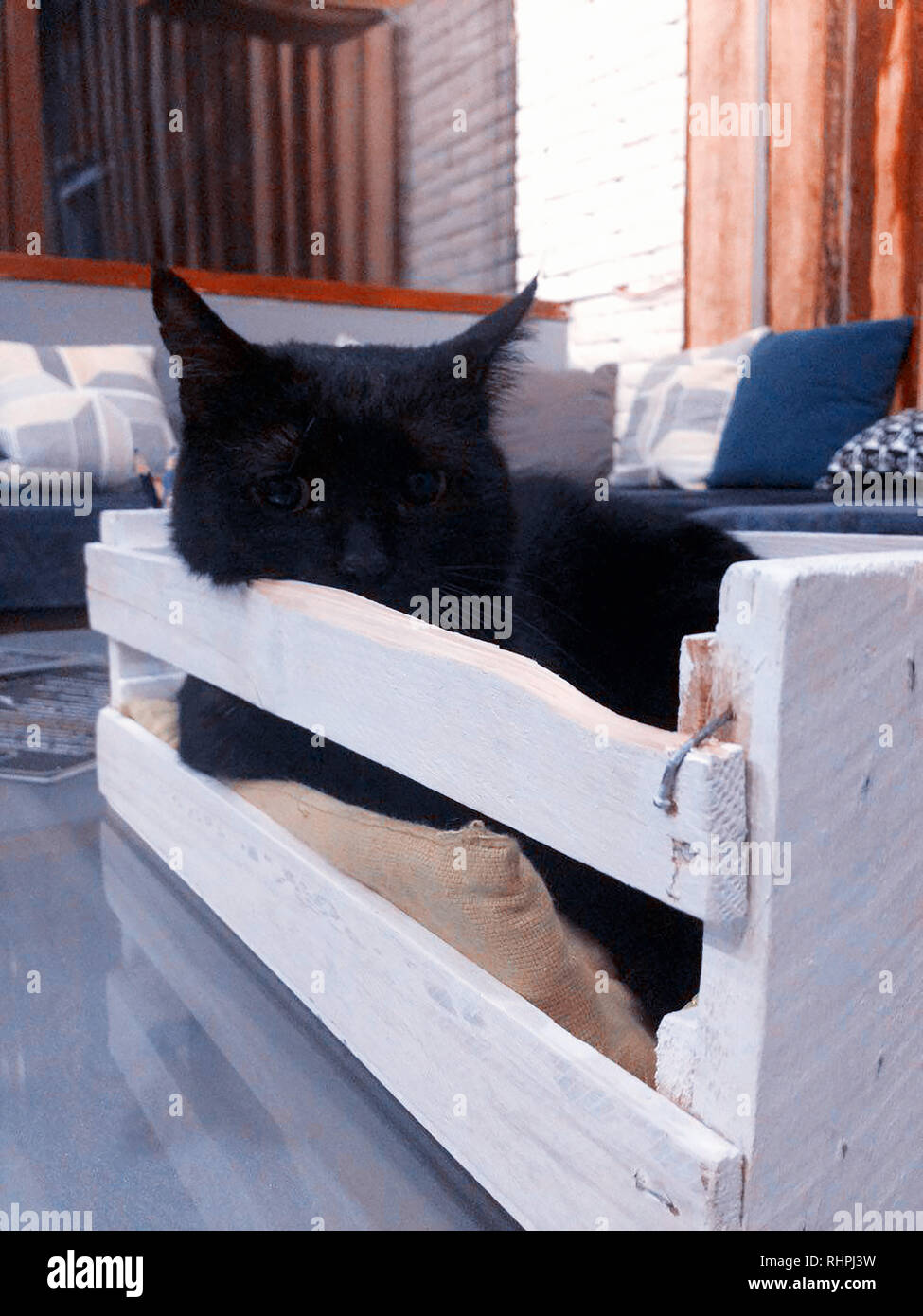 Gatto nero nella casella Foto Stock