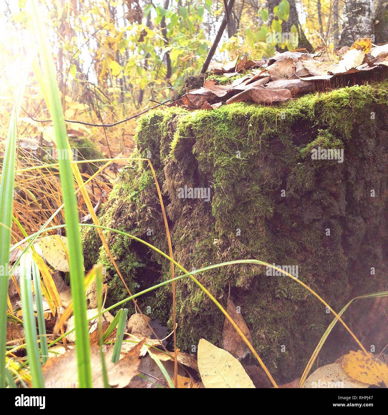 Natura moncone nella foresta Foto Stock