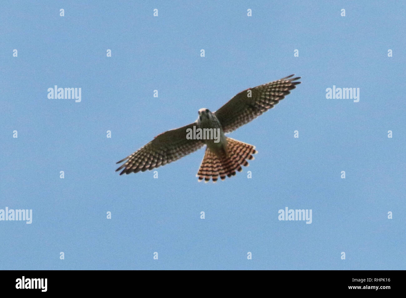 Il Gheppio in volo su Oshawa Ontario Foto Stock