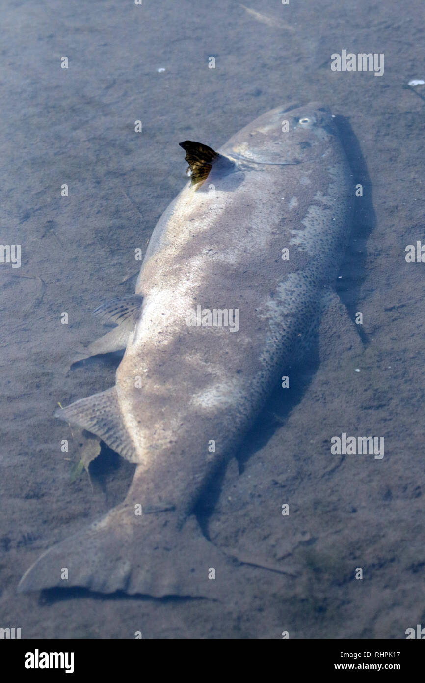 Salmone morto dopo la deposizione delle uova Foto Stock