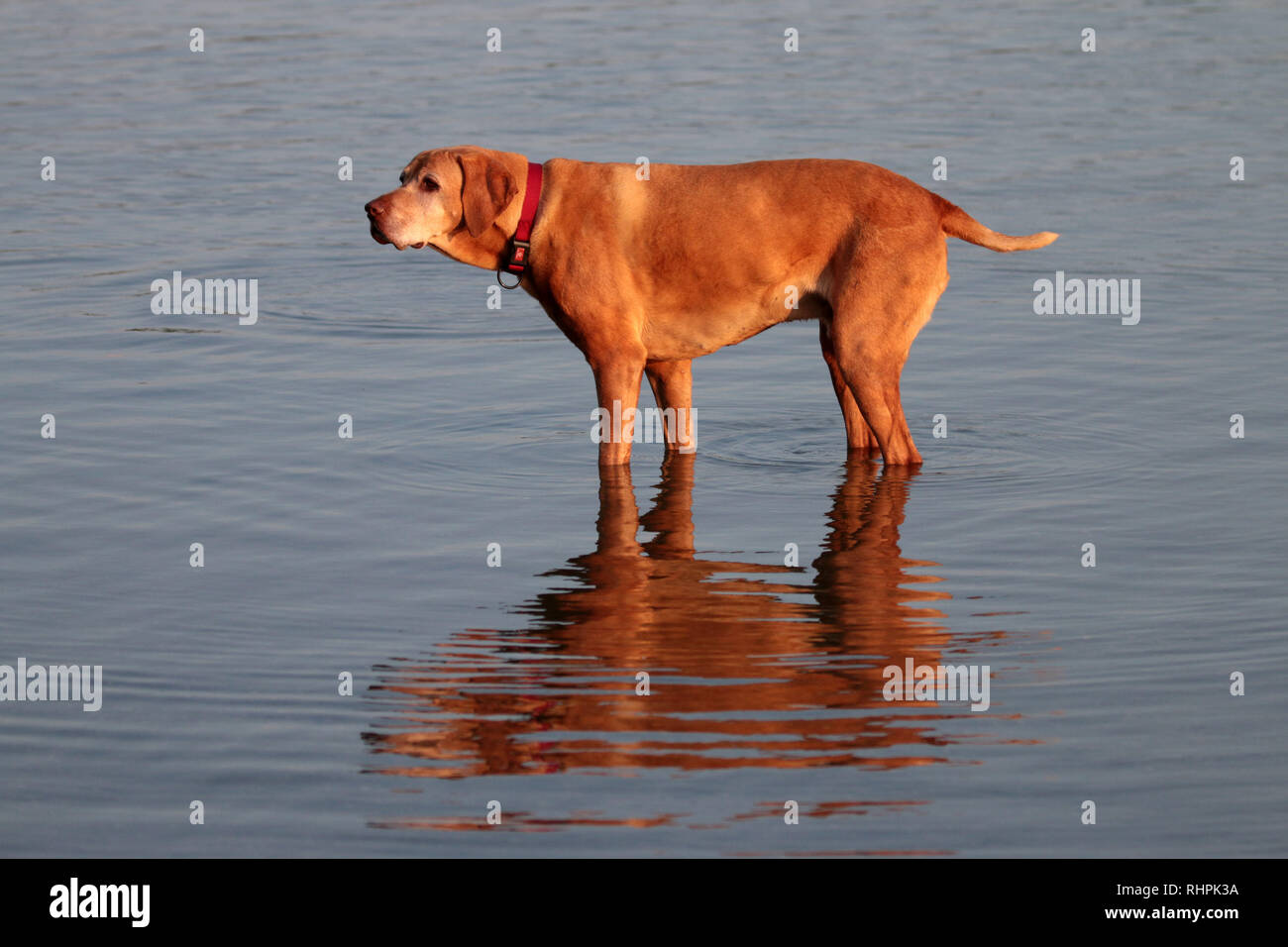Vecchio Labrador retriever nel lago con riflessioni Foto Stock