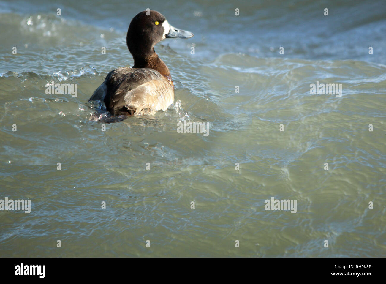 Grande Scaup in wavy wavy lago in tempesta di vento Foto Stock
