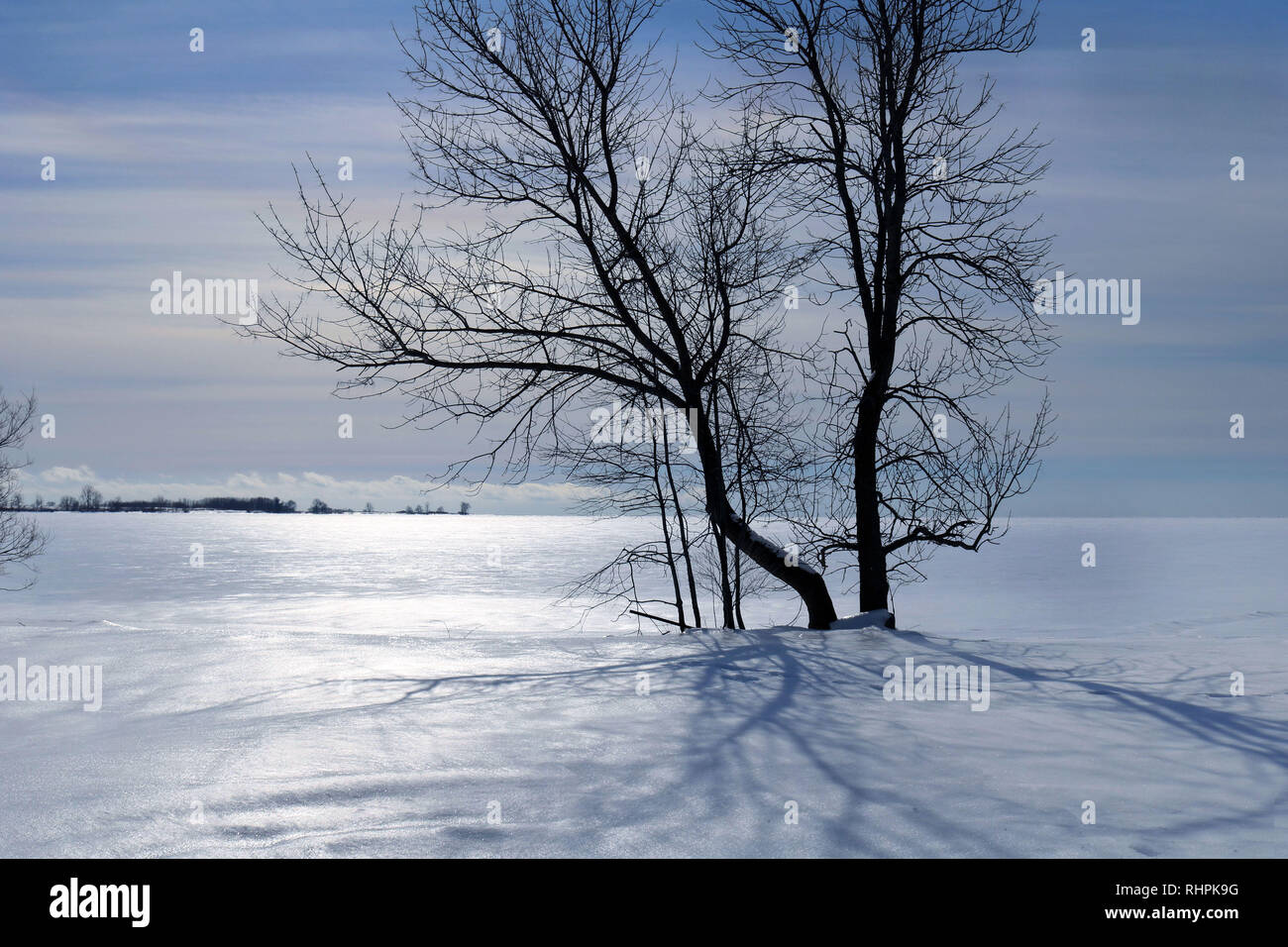 Alberi sulla costa settentrionale di Amherst Isola Foto Stock