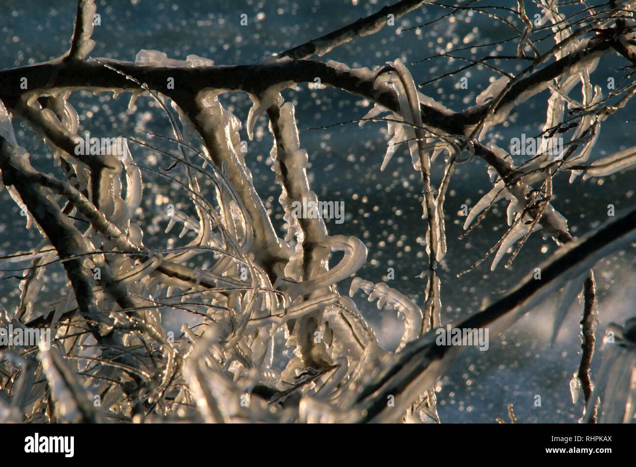 Ice spray su alberi sul lago Ontario Foto Stock