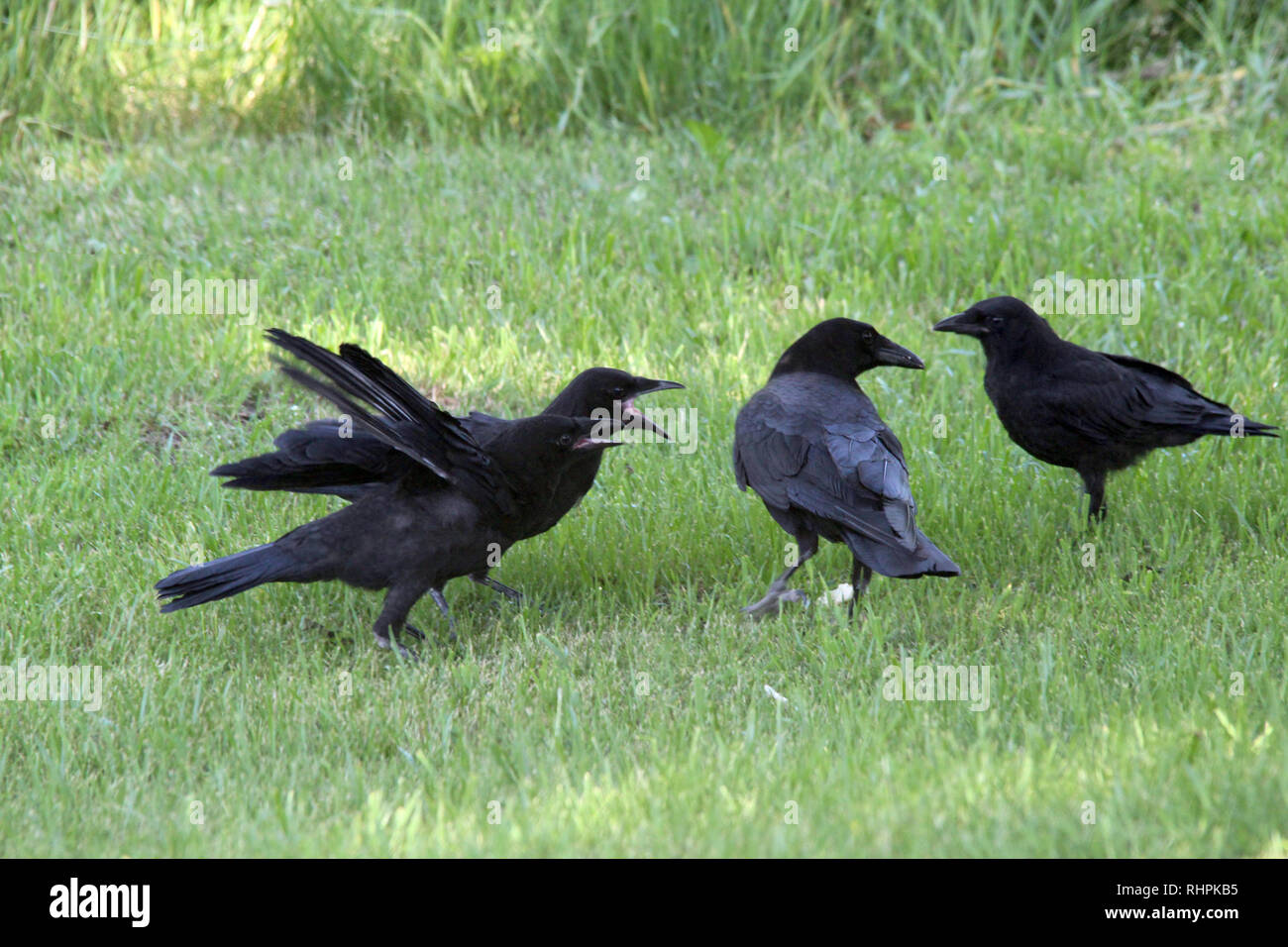 Corvo adulto con tre pulcini quasi cresciuti Foto Stock