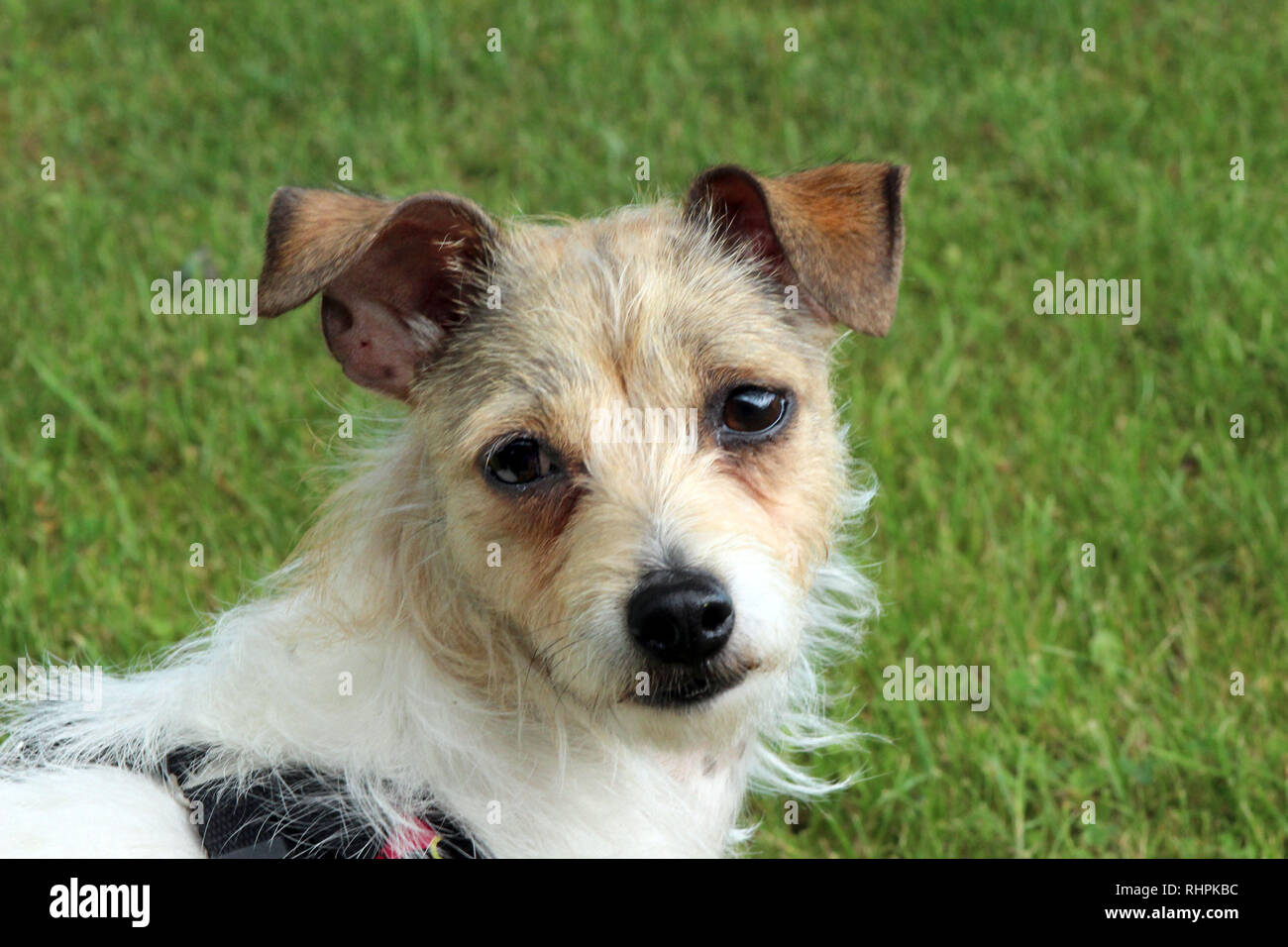 Cane Jack Russel Foto Stock