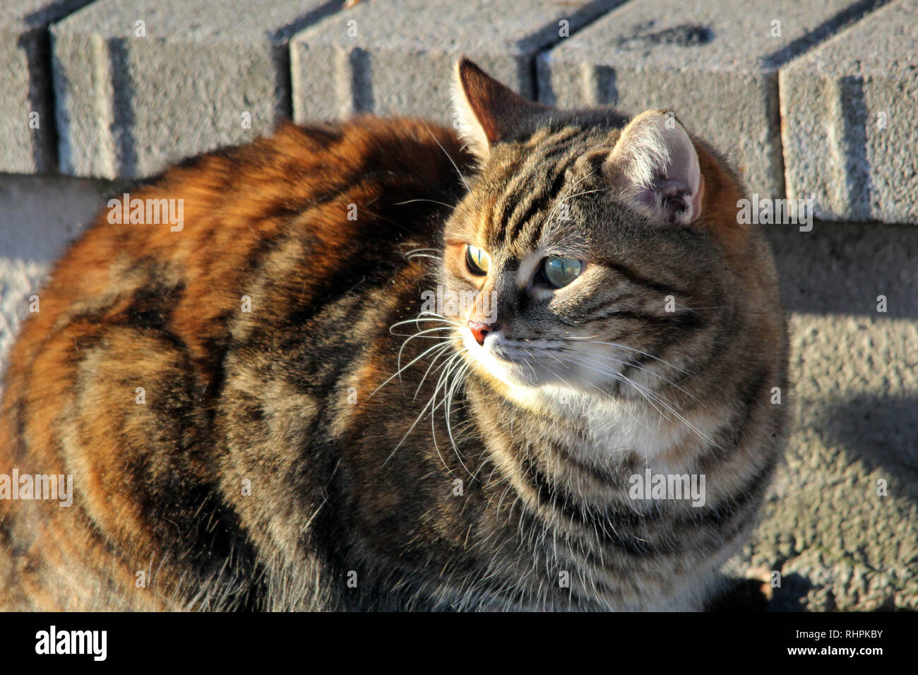 Gatto marmorizzato Bengala Foto Stock