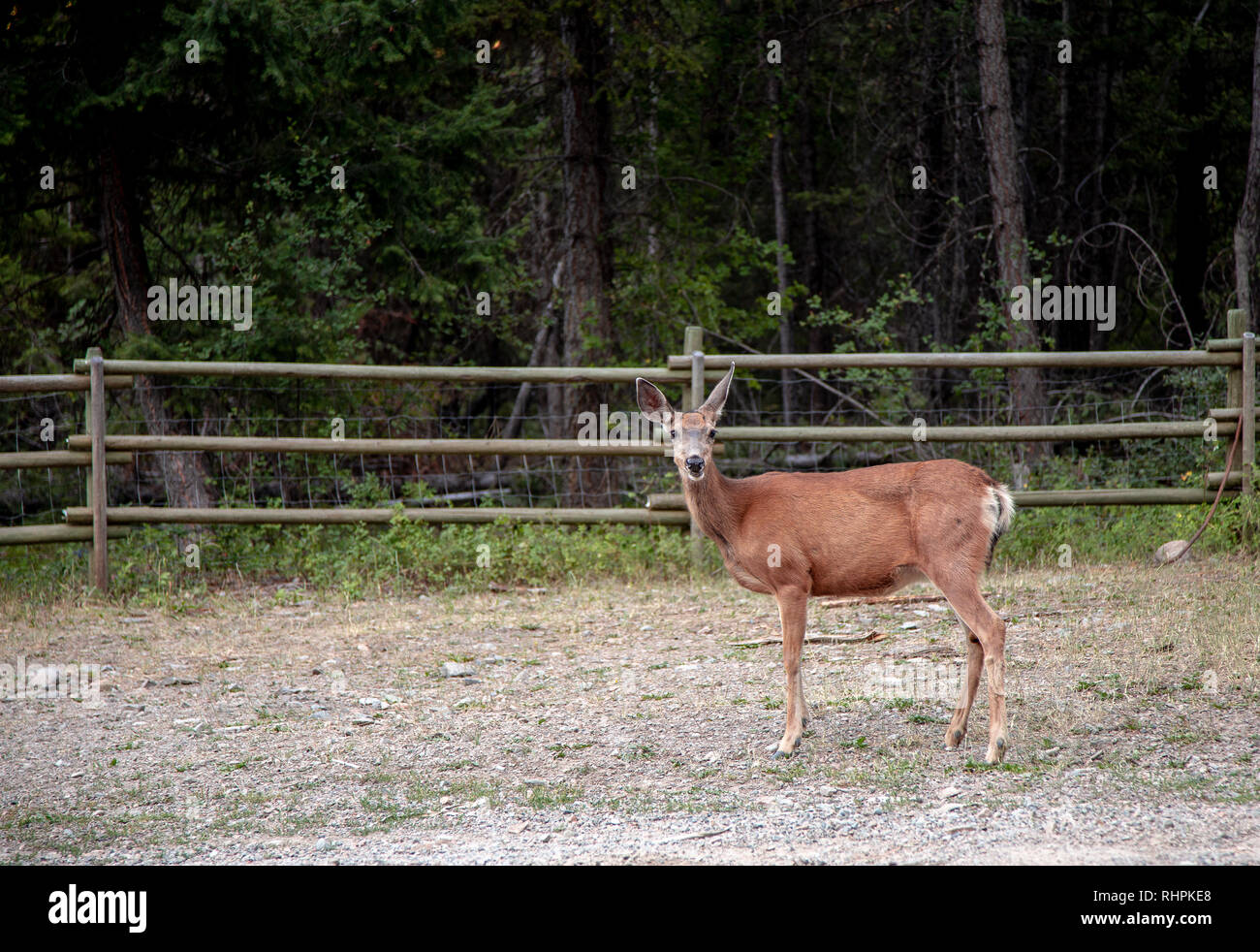 Coda bianca doe deer spotted lungo una strada sterrata Foto Stock