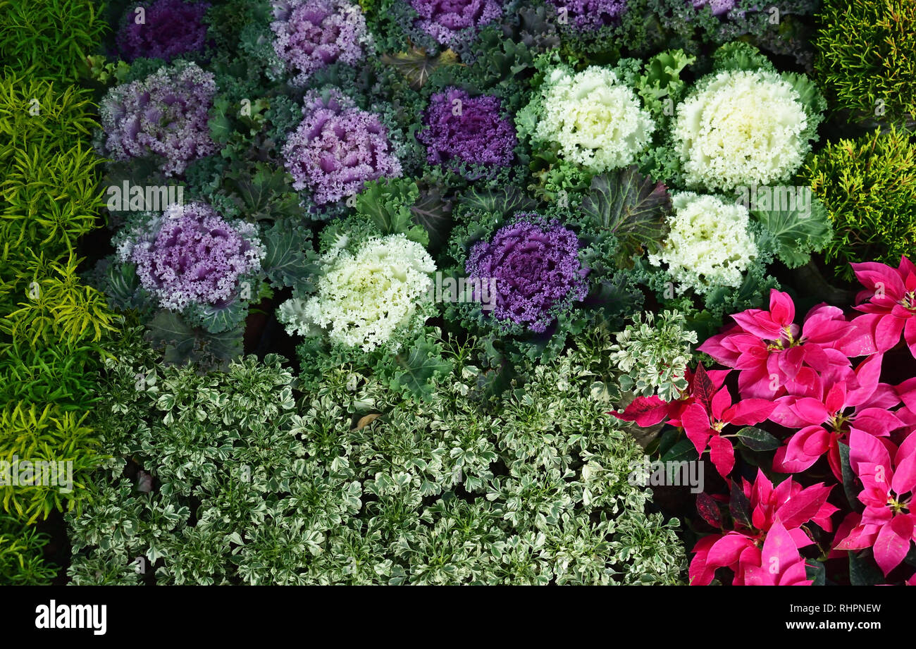 Bellissimo fiore che sboccia al mercato dei fiori Foto Stock