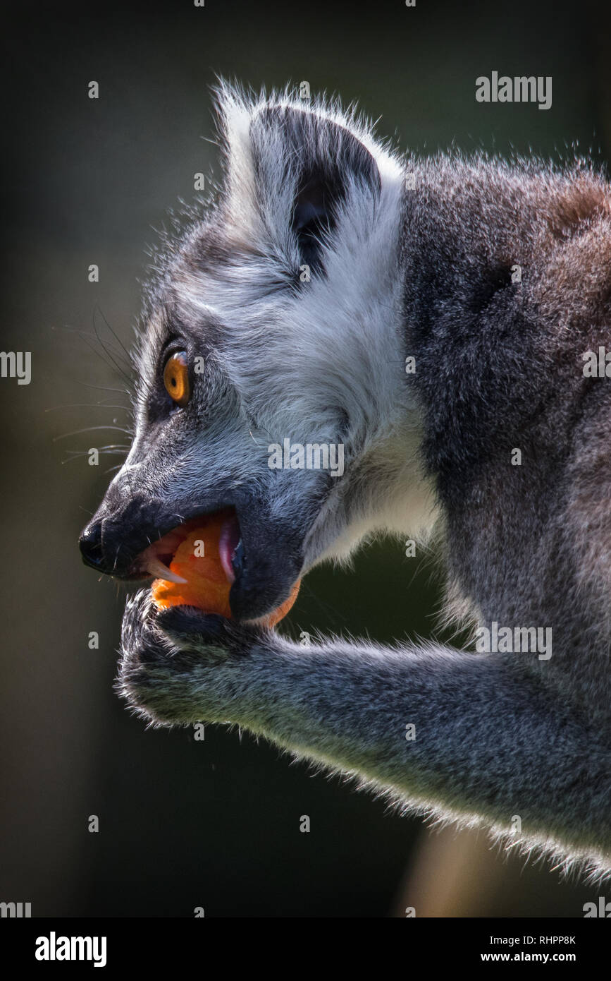 Lemur godendo di mangiare qualcosa di bello Foto Stock