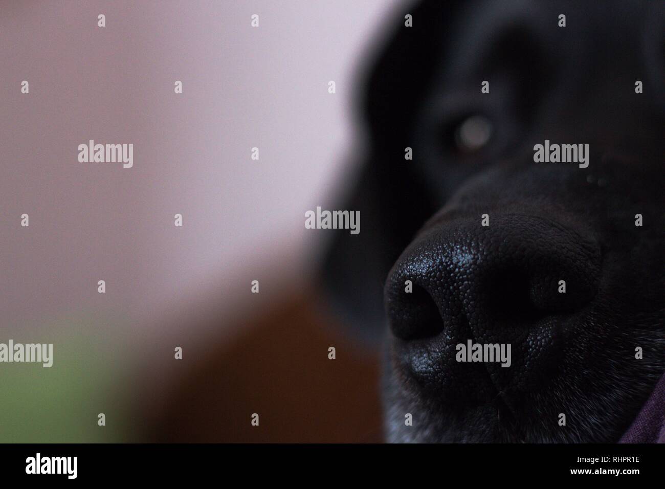 Il naso nero di un amato cane domestico con i capelli neri che giace e tenta di addormentarsi. Il naso è un po' umido come di solito accade in animali. Foto Stock
