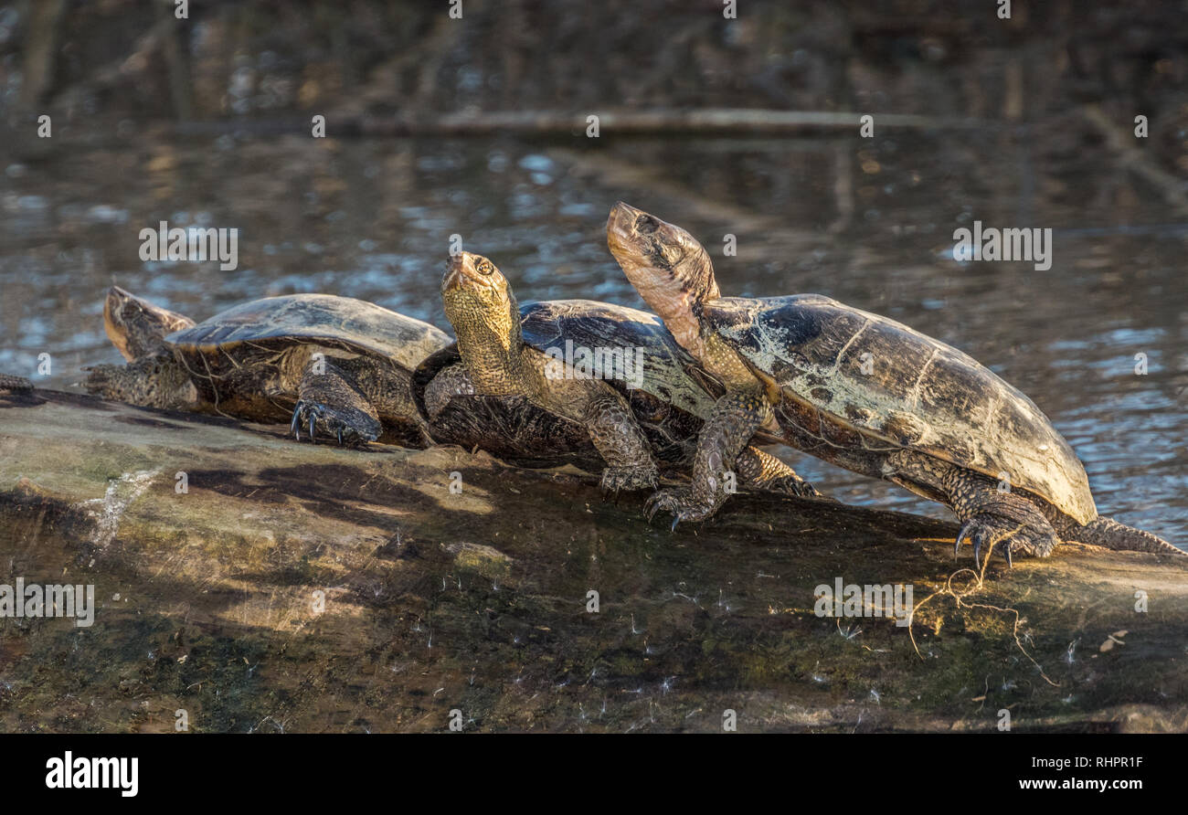 Western laghetto tartarughe nel Sacramento National Wildlife Refuge. Foto Stock