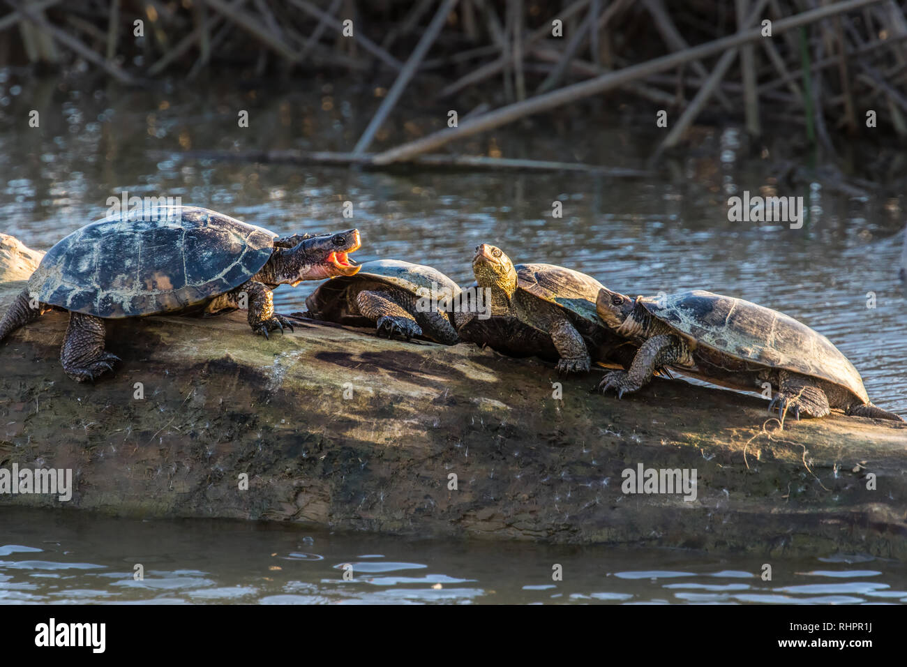Western laghetto tartarughe nel Sacramento National Wildlife Refuge. Foto Stock