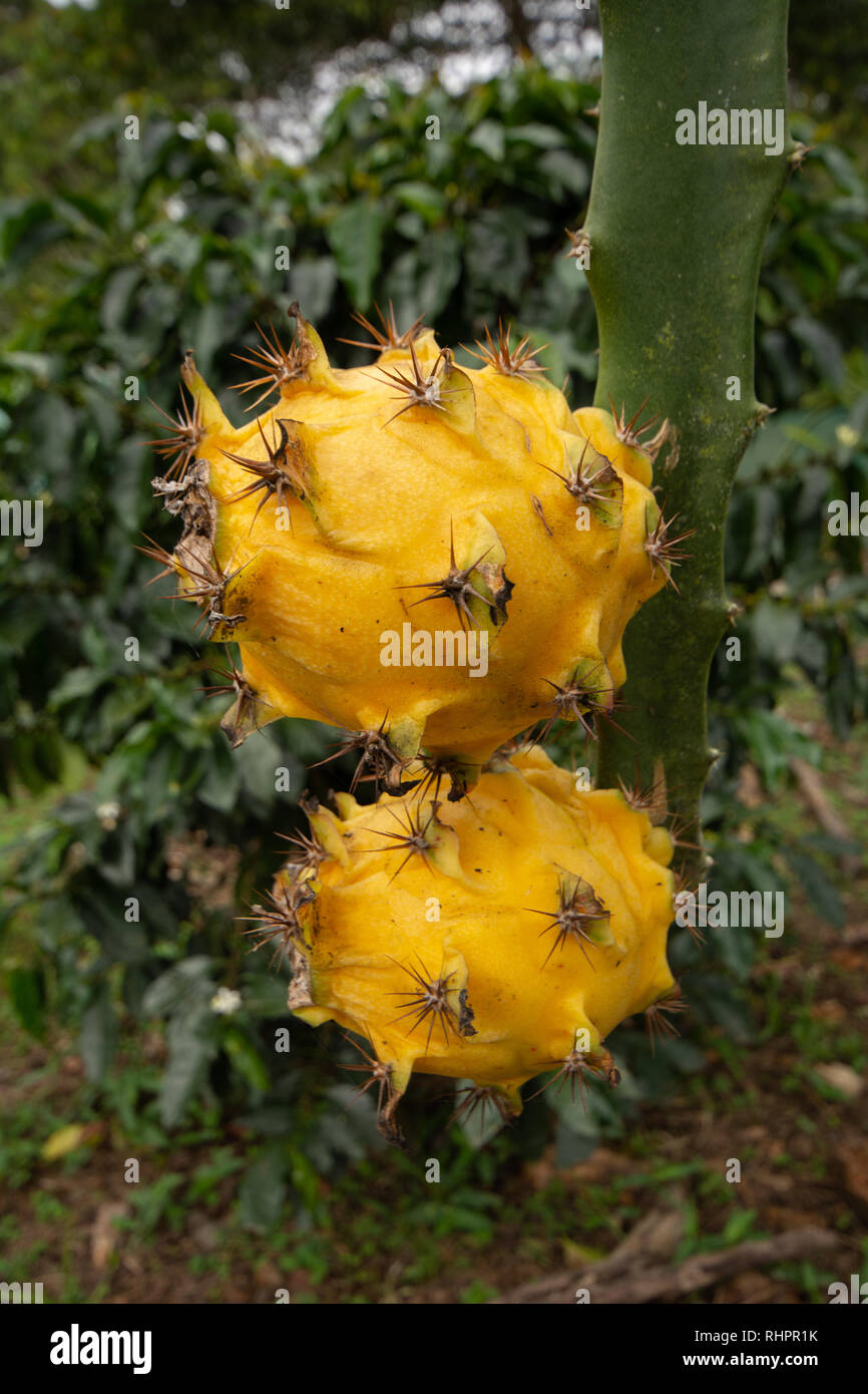 Due Drago Giallo o frutta Pitaya (Pitahaya) cresce su Dragon Cactus di frutta Foto Stock
