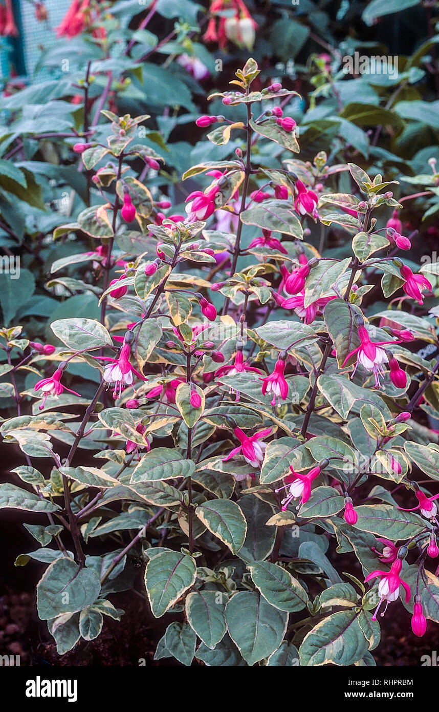 Fuchsia Rosecroft la bellezza è una bussola decidui fucsia che i fiori in estate ideale in pieno sole o ombra parziale ed è completamente hardy buona per i confini Foto Stock