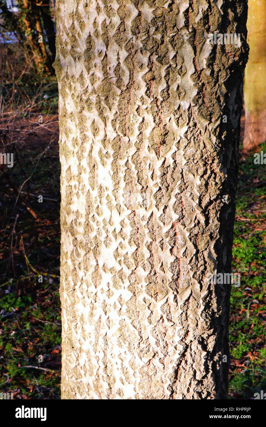 La corteccia del pioppo bianco, ad albero che mostra la caratteristica struttura a diamante, tipico di questa specie. Foto Stock