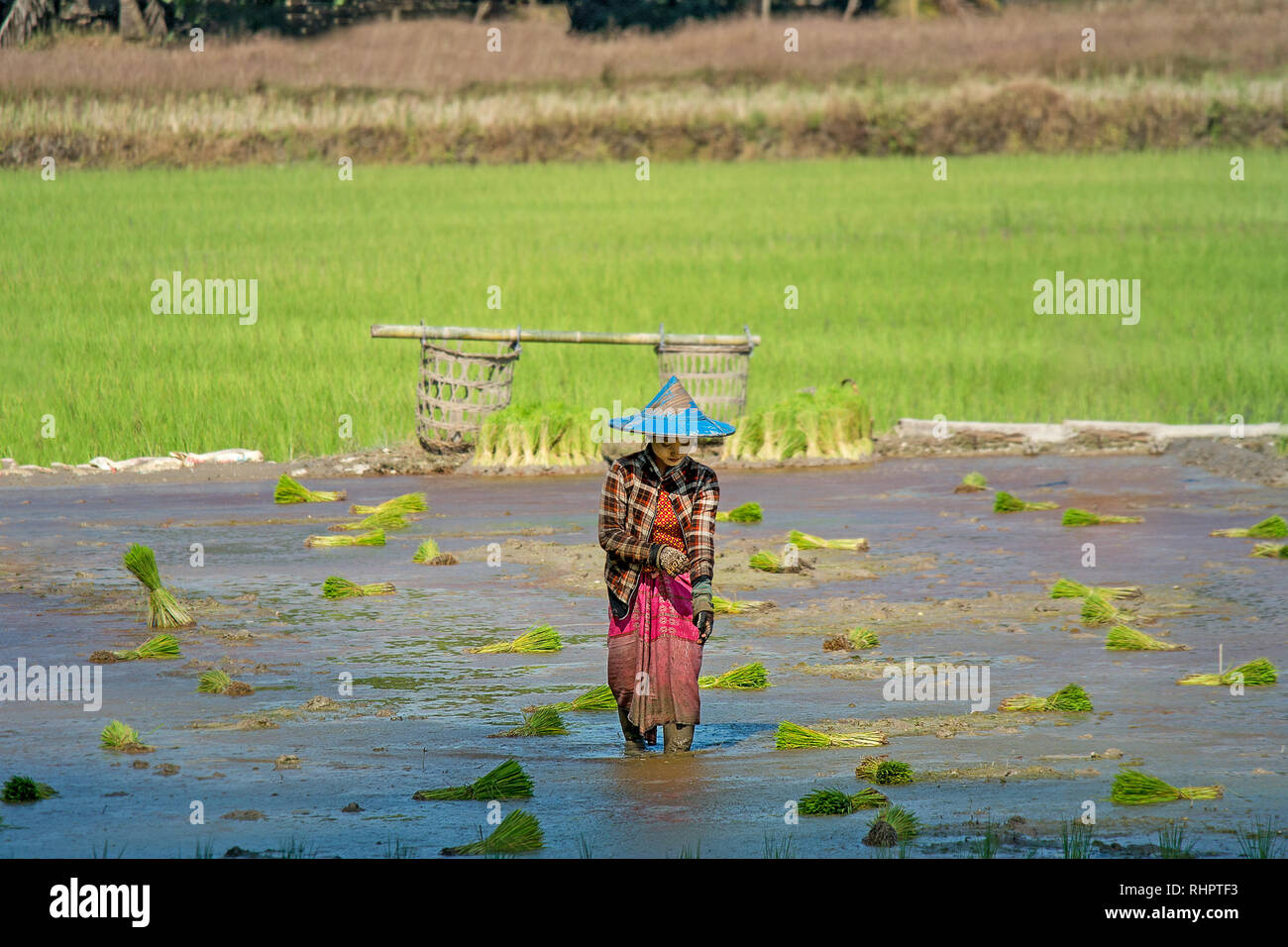 Un giovane femmina field worker passeggiate attraverso un'acqua connesso risone, Myanmar. Foto Stock