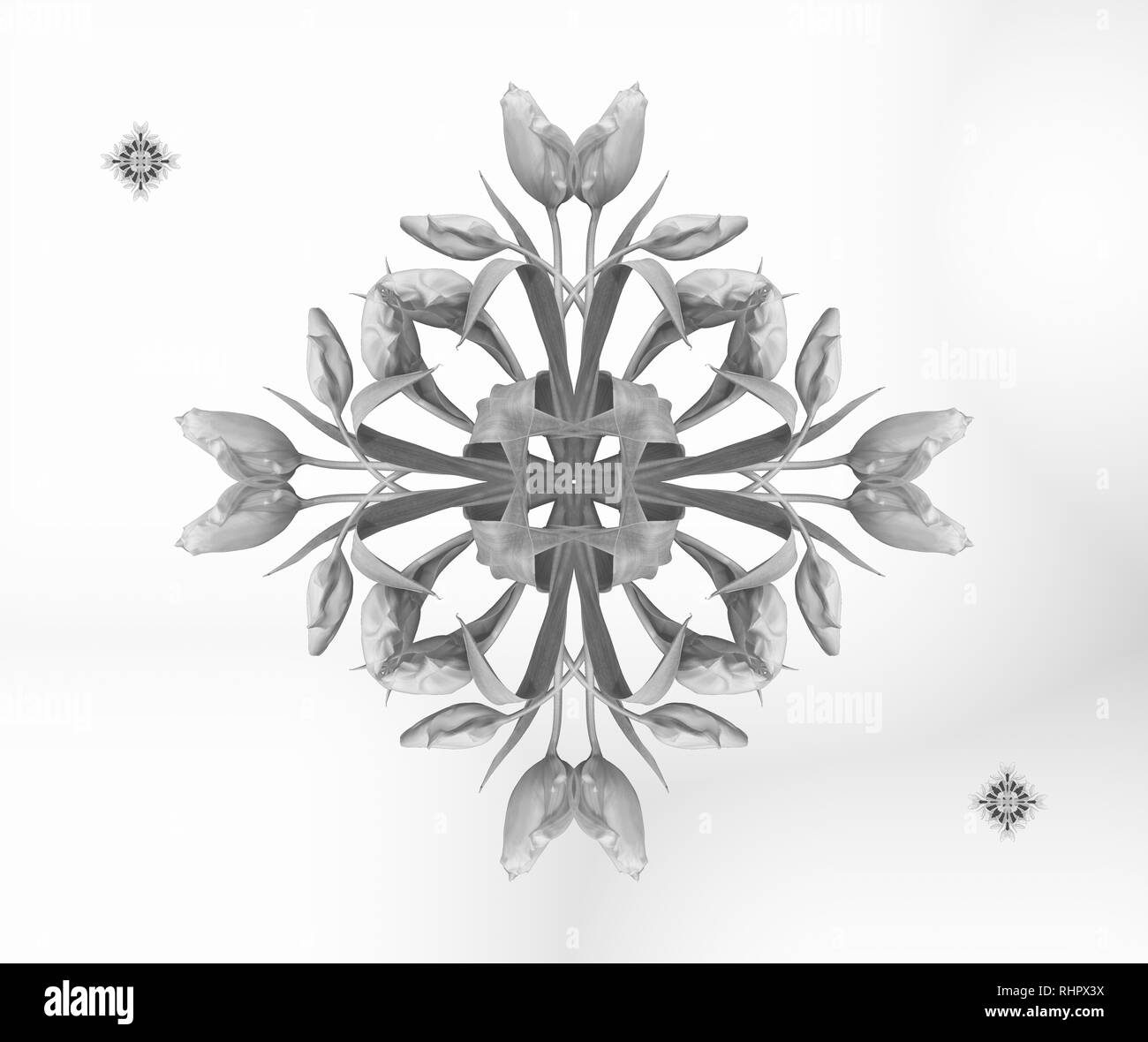 Arte floreale decorativa monocromatica e schema simmetrico realizzato da macro di tulipani su sfondo bianco in vintage stile di pittura Foto Stock
