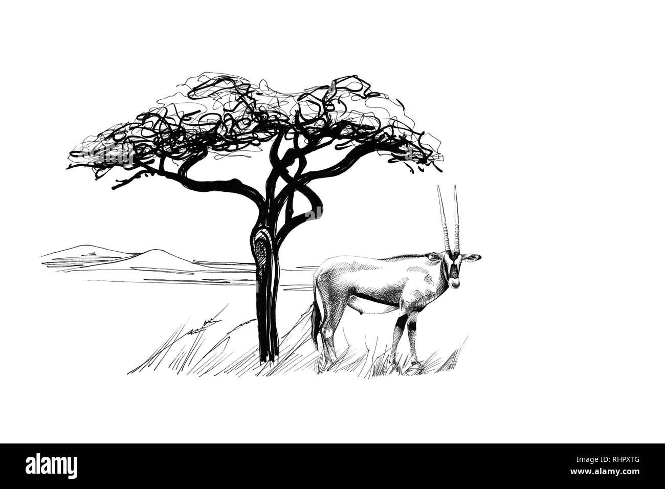 Antilope Gemsbok (Oryx gazella) vicino ad un albero in Africa. Disegnata a mano illustrazione. Raccolta di disegnato a mano (illustrazioni originali, senza tastatura) Foto Stock