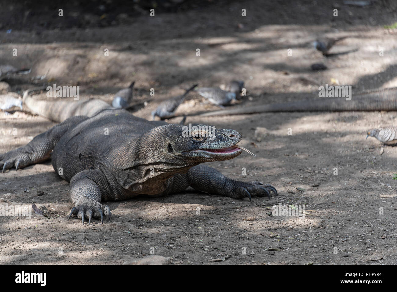 Drago di Komodo pericoloso lizard. Endemica di predatori selvatici. Caccia coldblooded aggressiva di drago. Foto Stock