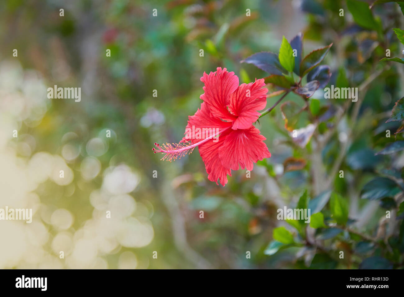Hibiscus karkade immagini e fotografie stock ad alta risoluzione - Alamy