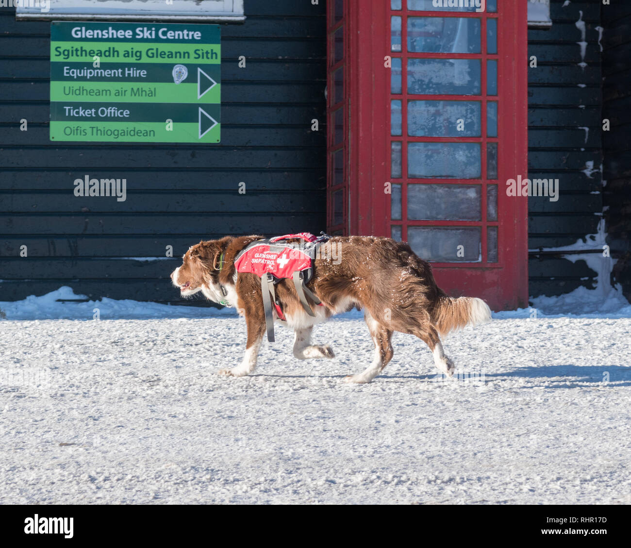 Pattuglia di sci di salvataggio in caso di valanghe chiamato cane Bodie a Glenshee Ski Centre, Cairngorms National Park, Scotland, Regno Unito Foto Stock