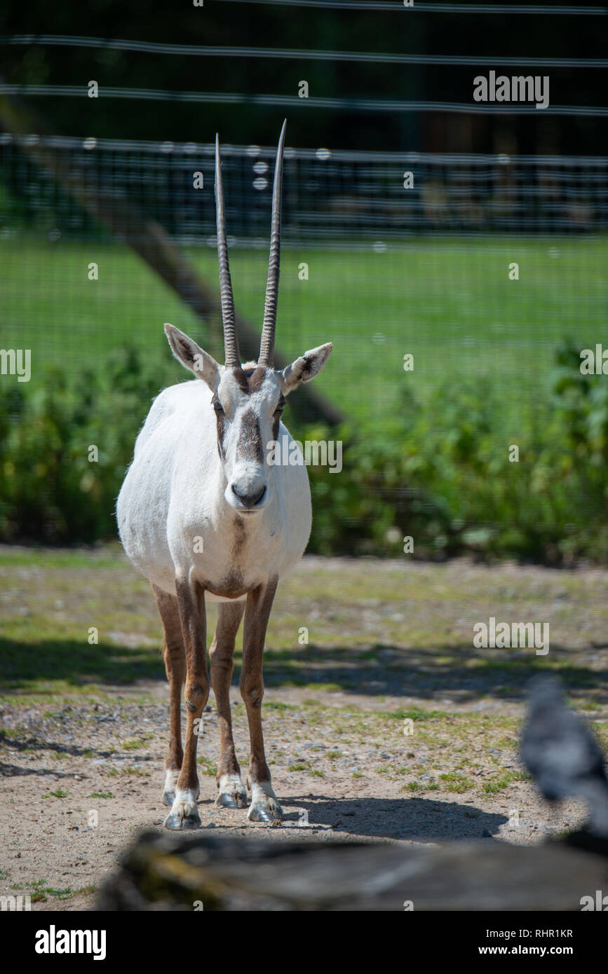 Scimitar-cornuto oryx in piedi Foto Stock