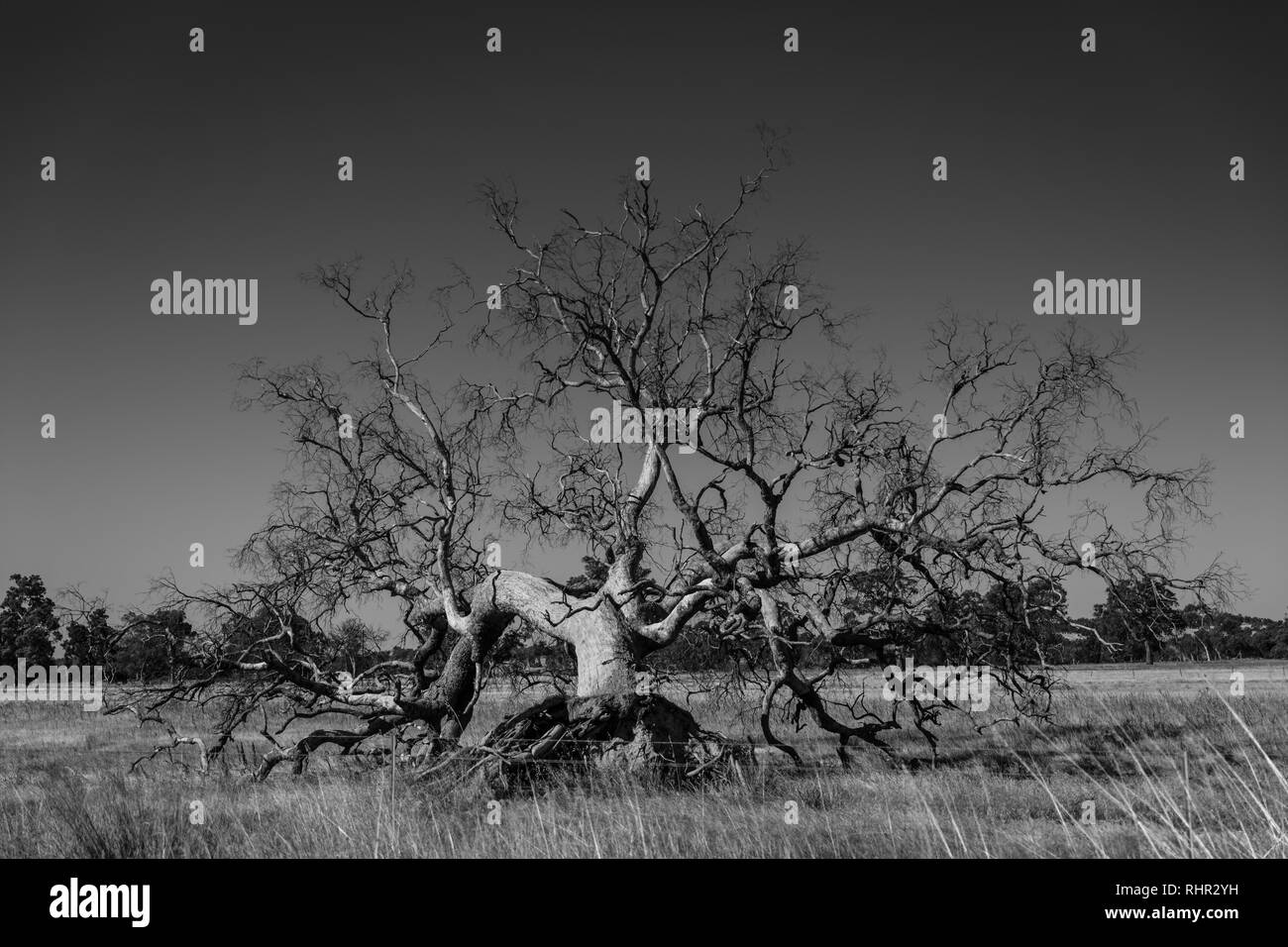 Foto in bianco e nero di un albero morto giacente su erba secca in un paddock Foto Stock