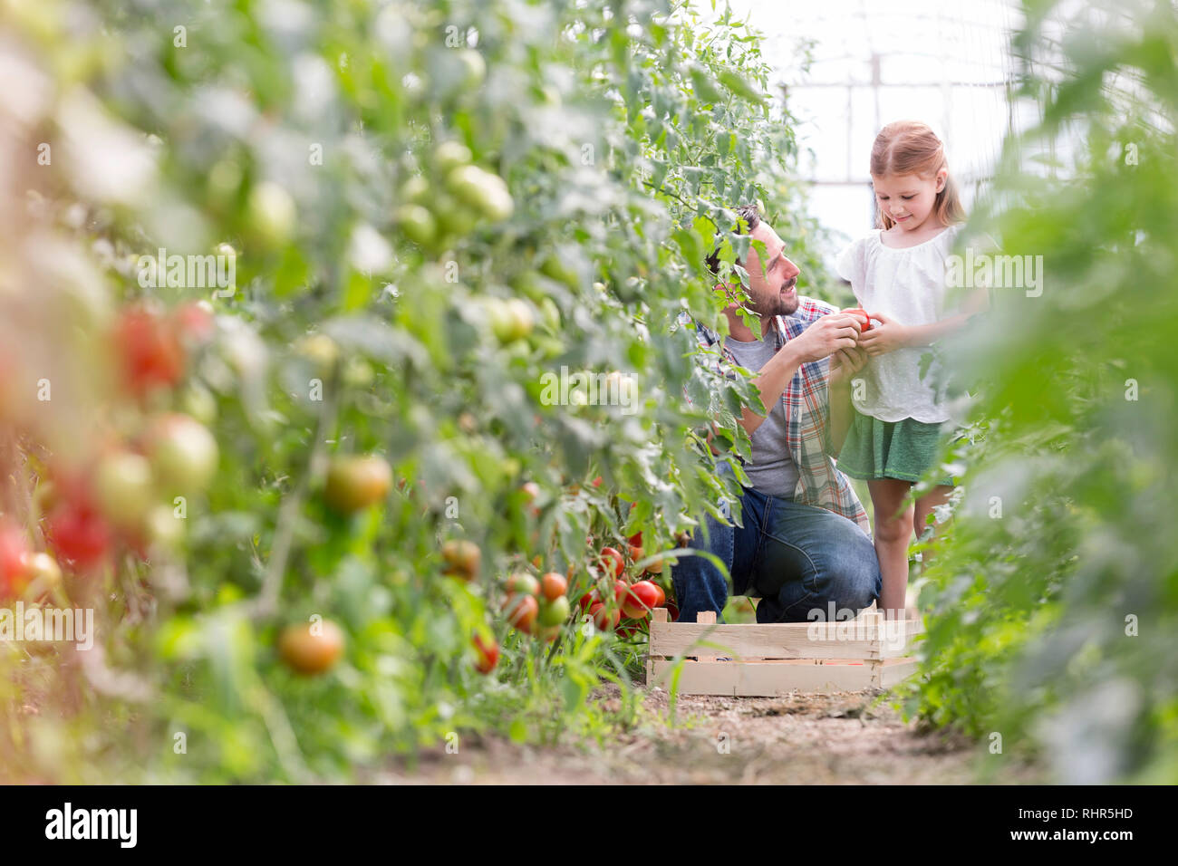 Padre dando pomodoro organico alla figlia presso l'azienda Foto Stock