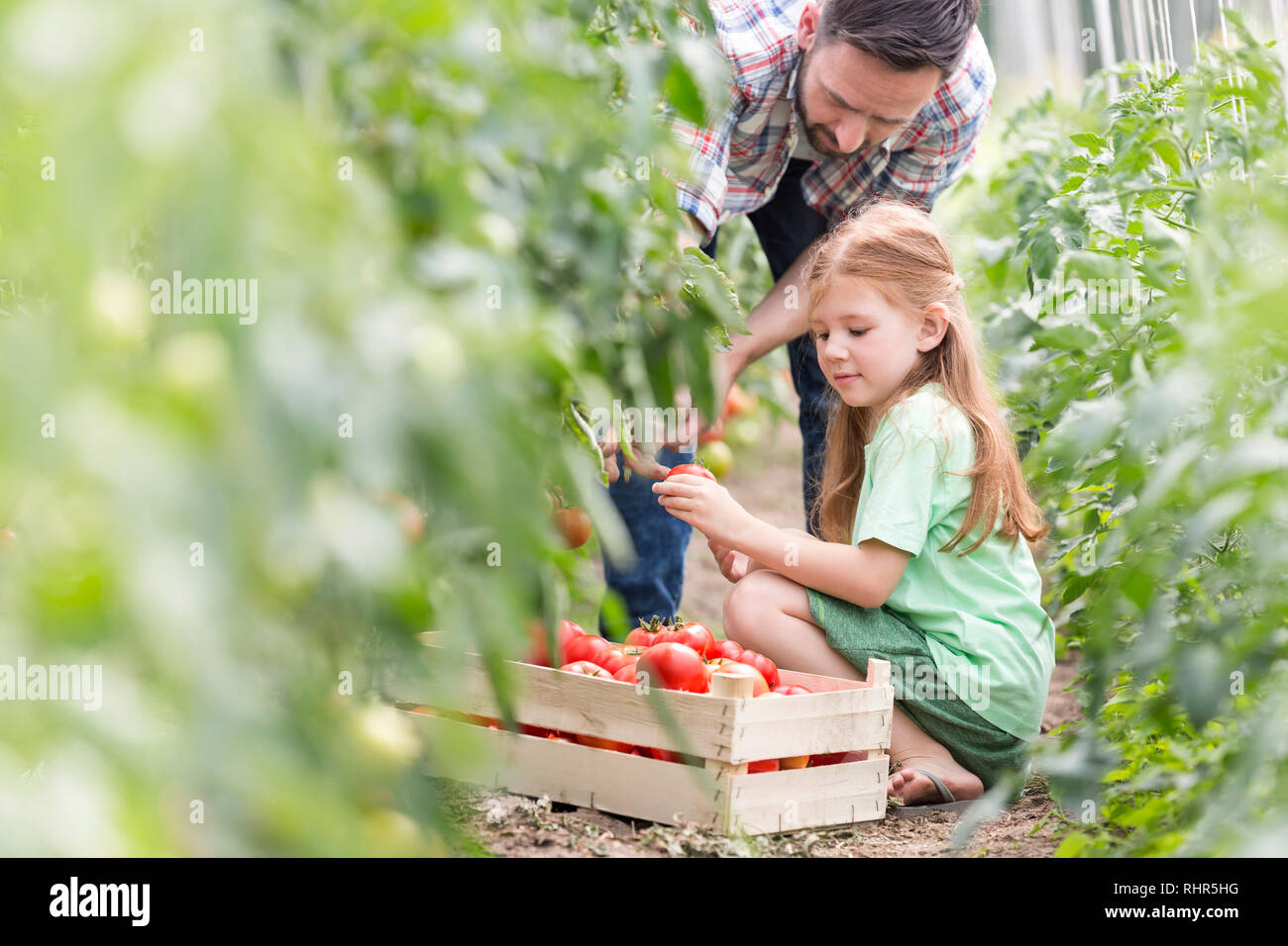 Padre e figlia pomodori raccolta presso l'azienda Foto Stock