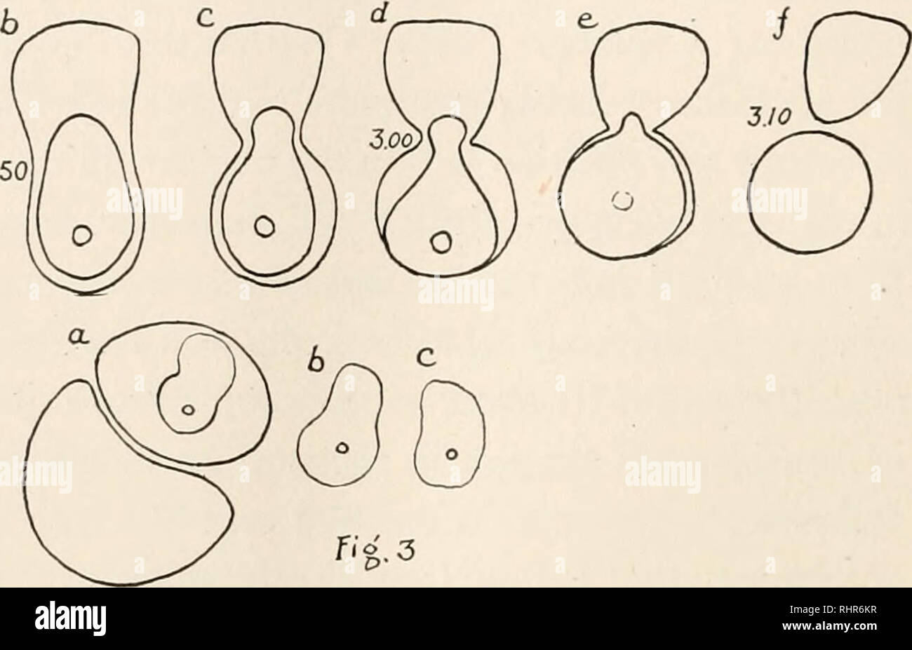 . Il bollettino biologico. Biologia; Zoologia; biologia; biologia marina. 2.50 2.45. FIG. i. Le figure che rappresentano la misura in cui il nucleo (vescicola germinale) di un immaturo starfish uovo può essere dentellata en uno o entrambi i lati senza rottura. Sulla rimozione dell'ago il nucleo ritorna alla sua originale forma sferica. FIG. 2. un, immaturi starfish uovo tagliati a 2:45 P.M. in tre parti; il nucleo è rimasto intatto ma viene compresso lateralmente in medio frag- ment, b, c, d, e e / fasi successive nel tentativo di nucleo al round up; b, 2:50 p.m.; d, 3:00 p.m.; /, 3:10 P.M. FIG. 3. una parziale, ru Foto Stock