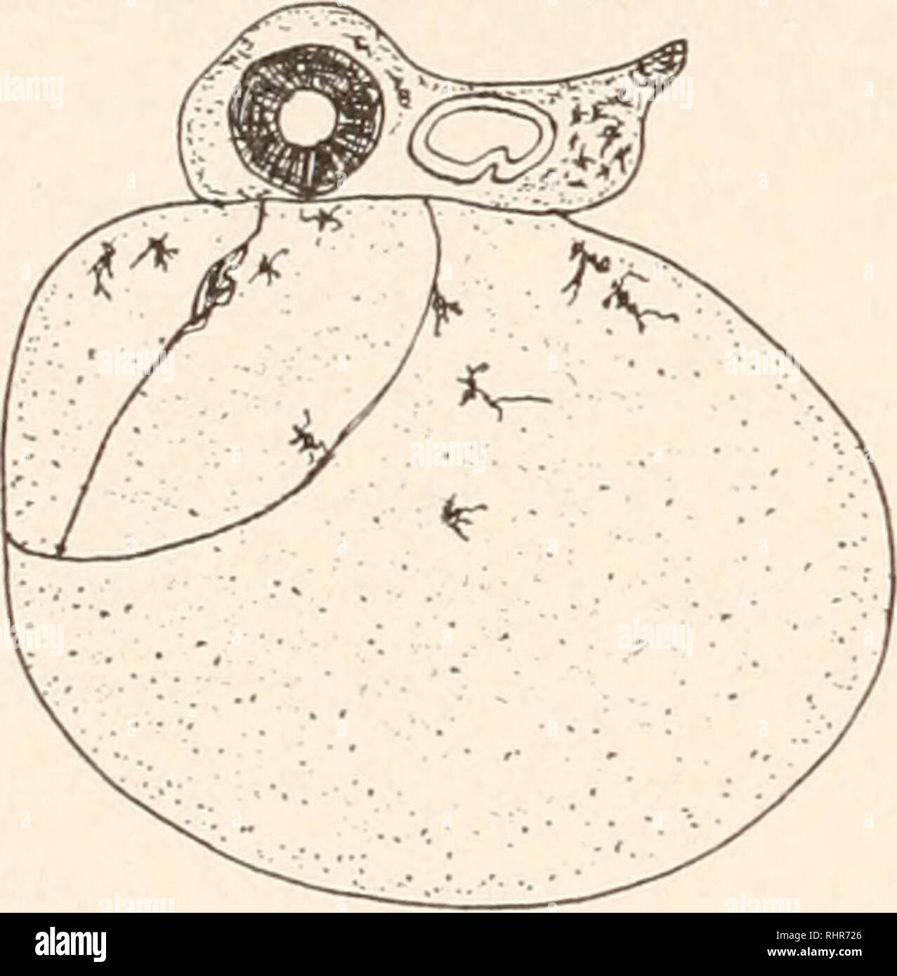 . Il bollettino biologico. Biologia; Zoologia; biologia; biologia marina. 318 H. H. Newman. Testa e piccole o rudimentali corpo sono il risultato di acclimatazione del differenziale. Dopo tutto, i risultati di acclimatazione e di recupero anche in controllato gli esperimenti di chimica sono in modo quasi identico che, se non fosse per le differenze nel metodo sperimentale utilizzato, sarebbero indistinguibili. Nel complesso possiamo quindi distinguere chiaramente solo i due tipi di mostri : (a) forma con inibito parti apicali e relativamente ben sviluppato parti basali-Risultati della inibizione differenziale. (&Amp;) forma con i Foto Stock