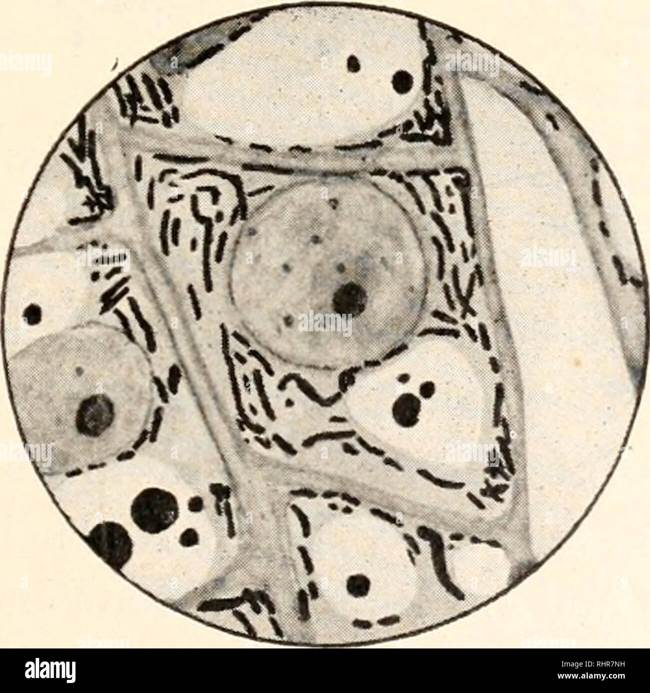 . Il bollettino biologico. Biologia; Zoologia; biologia; biologia marina. I mitocondri nelle cellule vegetali e animali. 197 di un problema molto importante la posta in gioco è il rapporto di vegetale e animale di mitocondri. Sono le ricerche del botanico di interesse per l'anatomista e viceversa? Dovremmo cercare di coordinare e mettere in correlazione le due e, in caso affermativo, in che misura possiamo andare? Se queste domande non sono mai stati direttamente attaccato, con- siderable differenza di opinione è evidente nella letteratura. Basti dire che pensa ('14, p. 22) afferma che il mitochon- dria in cellule vegetali e animali non sono io Foto Stock