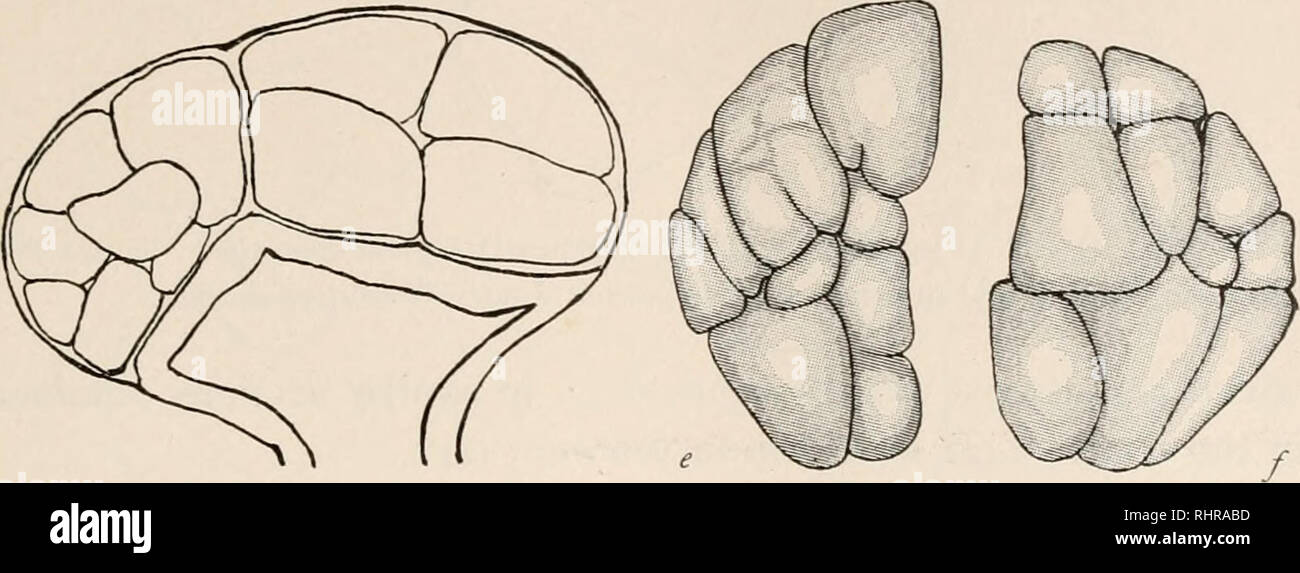 . Il bollettino biologico. Biologia; Zoologia; biologia; biologia marina. Lo sviluppo dell'uovo di clava LEPTOSTYLA. 225 Il spadix e che l intero corso di sviluppo ha luogo tra queste mura è difficile vedere come qualsiasi considerevole sposta- mento del blastomeres su ogni altra può essere possibile. O, inoltre, come è possibile avere qualcosa di simile la regula- zione tipo di caratteristica di scissione delle forme appena citato, a meno che, casualmente, la gonophores di C. squainata differiscono notevolmente da quelle di C. Icptostyla, che sembra poco probabile. In ogni caso, non ho Foto Stock