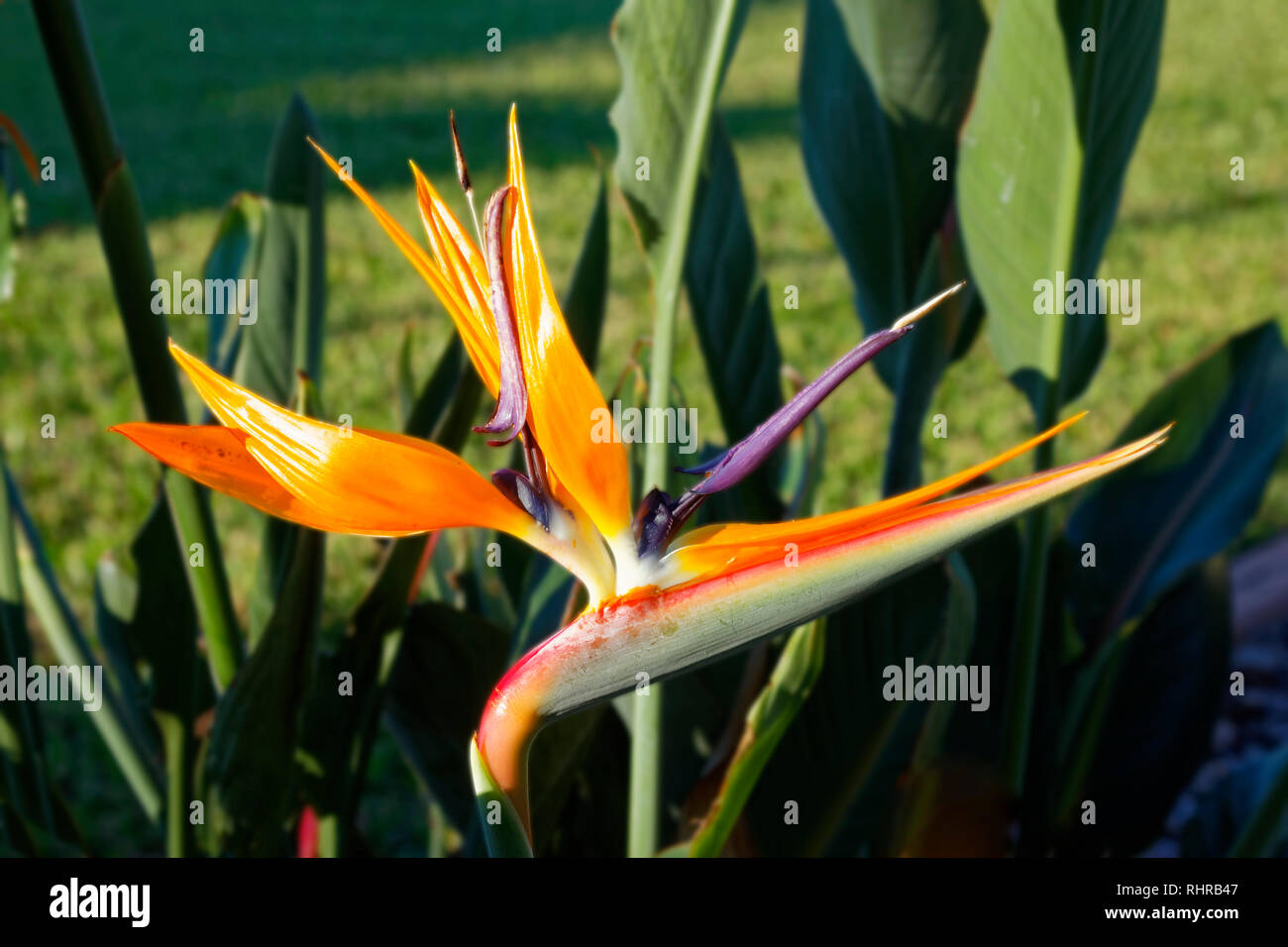 Uccello del paradiso, fiore coltivate, colorato, unica, natura, gru, fiori tropicali, simboleggiano la gioiosità, strelitzie, fogliame verde FL, Florida, h Foto Stock