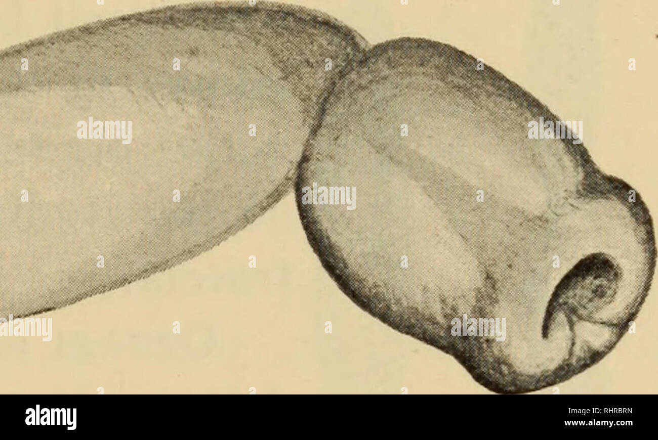 . Biologica. . La Figura 19. La Figura u20. Fig. 19. E. rhytidodes, borsa copulatrice (bu); dde dotto deferente; pe Martellare a penna; tbu tasche della borsa X 44 (da Monticelli). Fig. 20. E. thecatus, borsa copulatrice X 52. potuto osservare estroflessa, maggior fortuna non ebbe il Linton (1) ; nel cinctulus è una forma di corta campana; nel globnlosus (Fig. 16) è caliciforme; nel lateralis campanulata ; nel pristis (Fig. 18) è larga campanulata sostenuta da una corona di 16-20 processi digitiformi ; nel thecatus (Fig. 20) una forma di urna ; nel rhytidodes (Fig. 19) è una campana larga e breve, a margini svasati, così Foto Stock