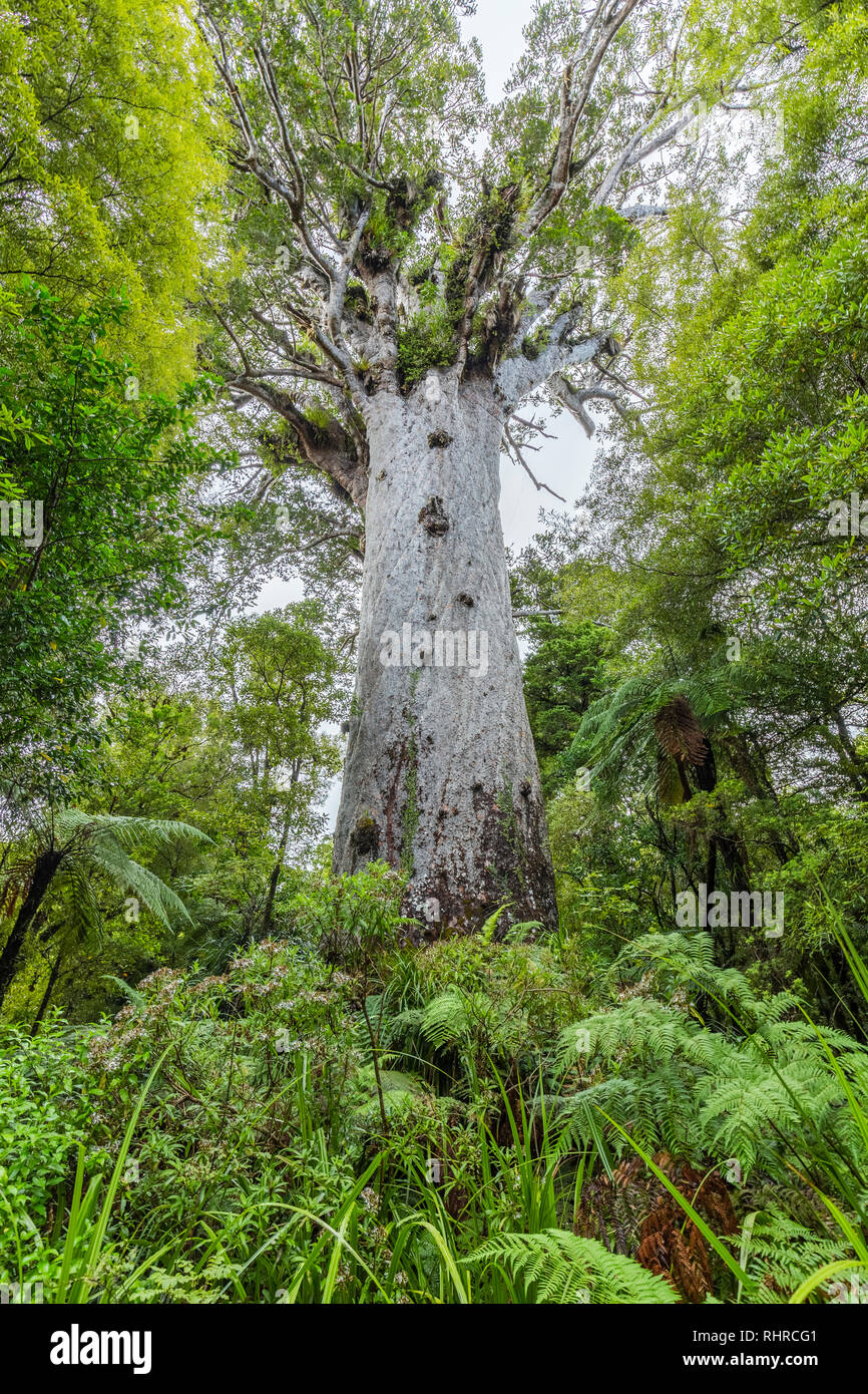 Tane Mahatu, alberi kauri presso l'Isola del nord della Nuova Zelanda Foto Stock